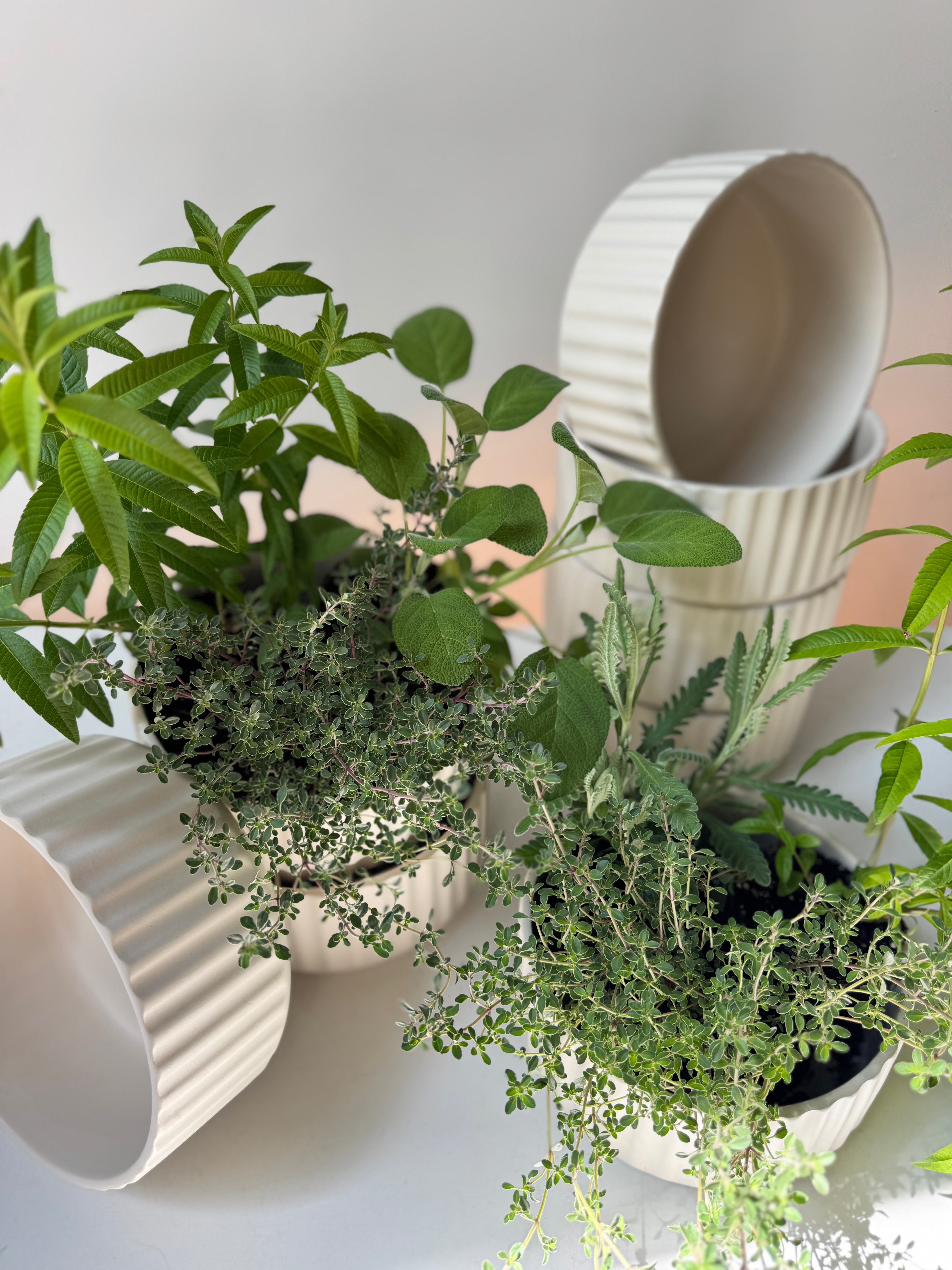 Scented Herb Planter in Pleated Ceramic Bowl