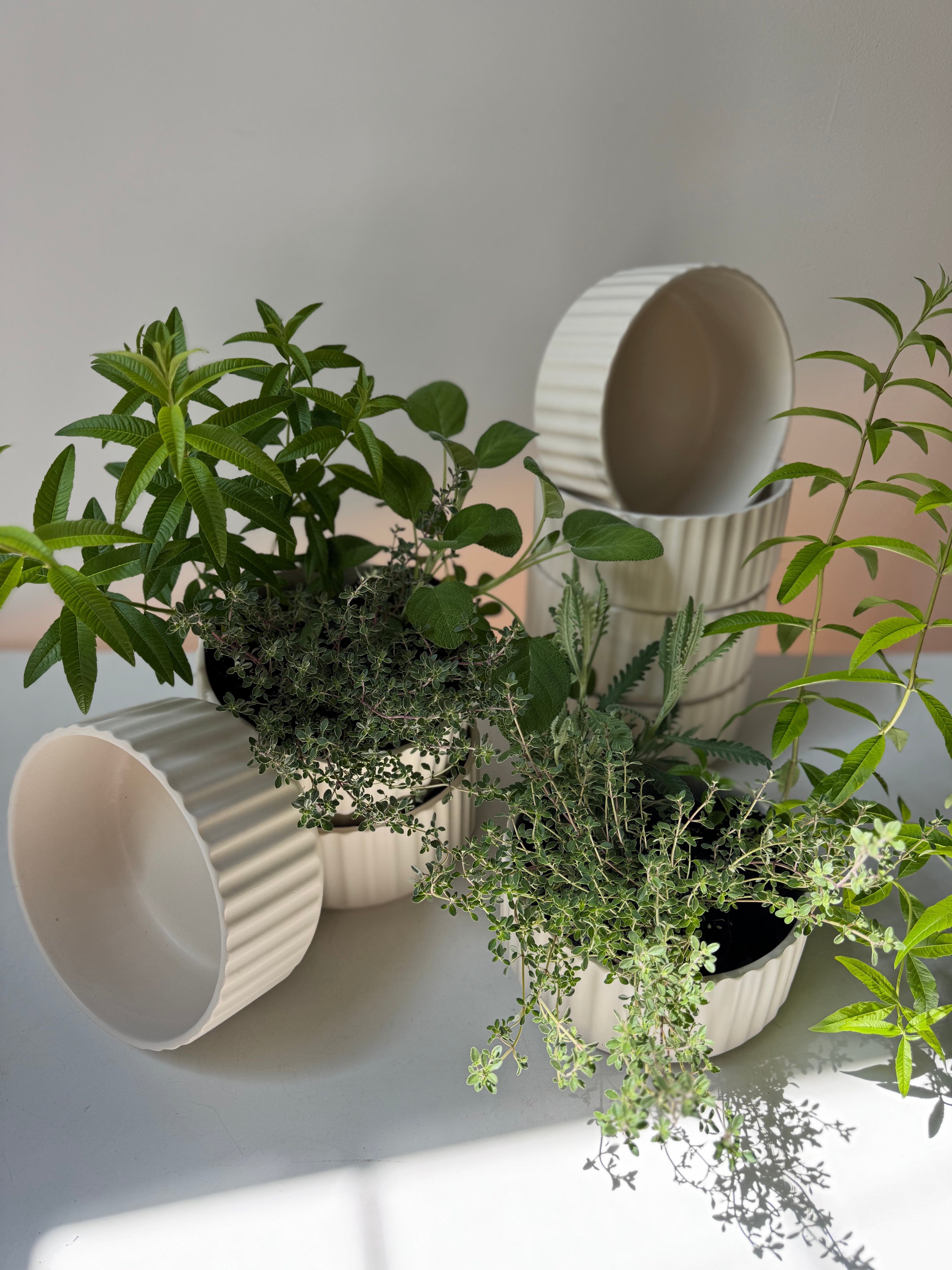 Scented Herb Planter in Pleated Ceramic Bowl
