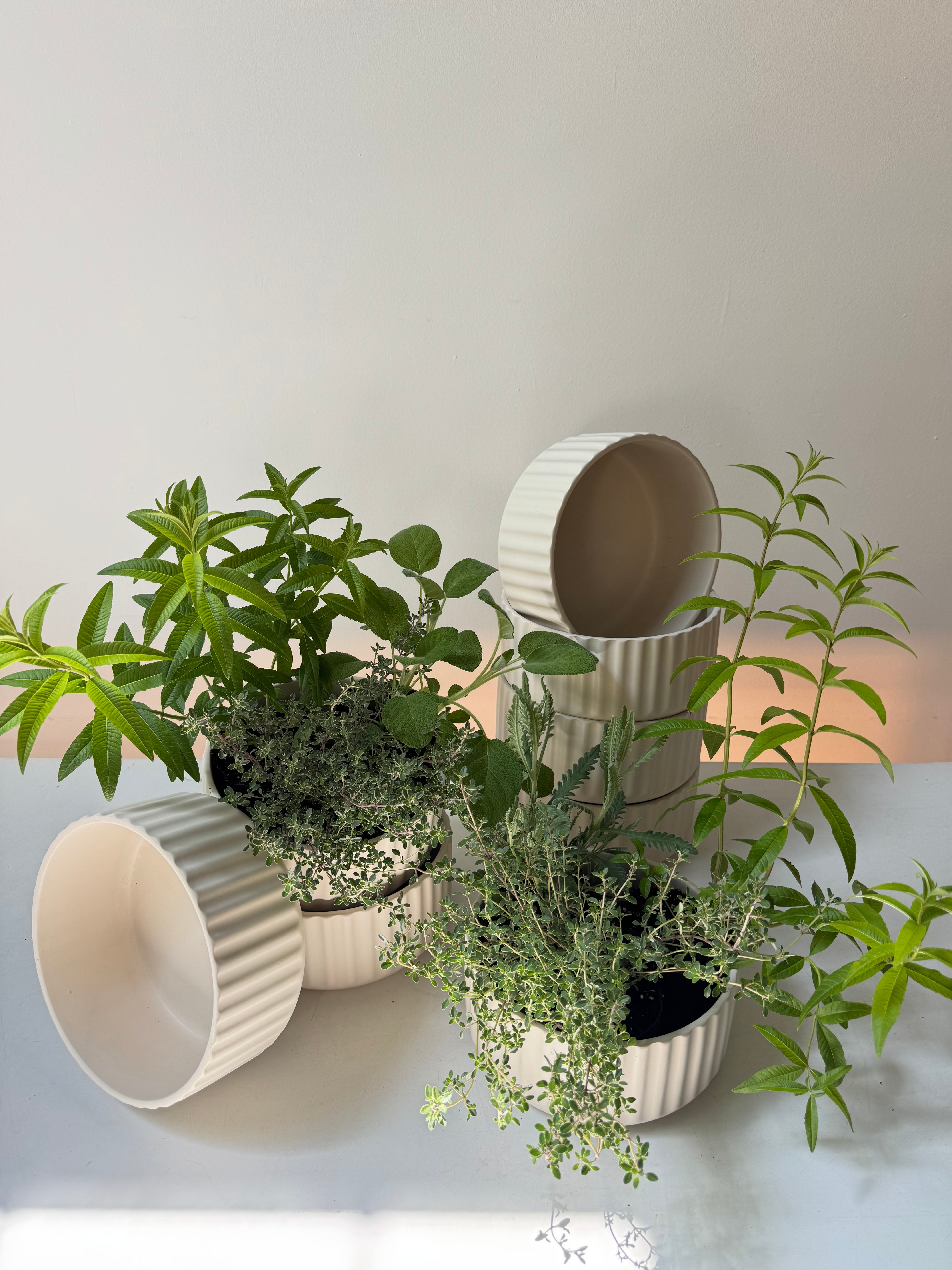 Scented Herb Planter in Pleated Ceramic Bowl