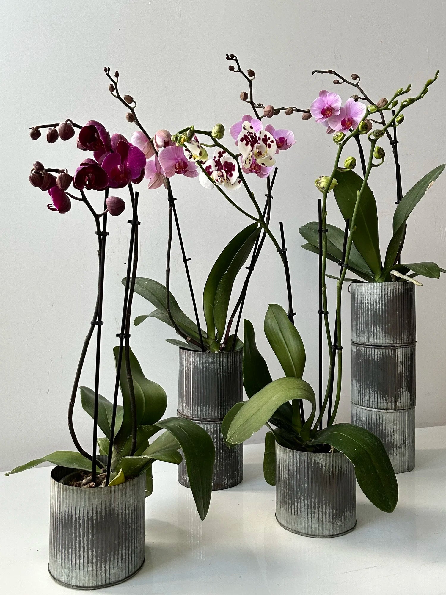Orchids in rustic metal pots on a white surface with a light gray background