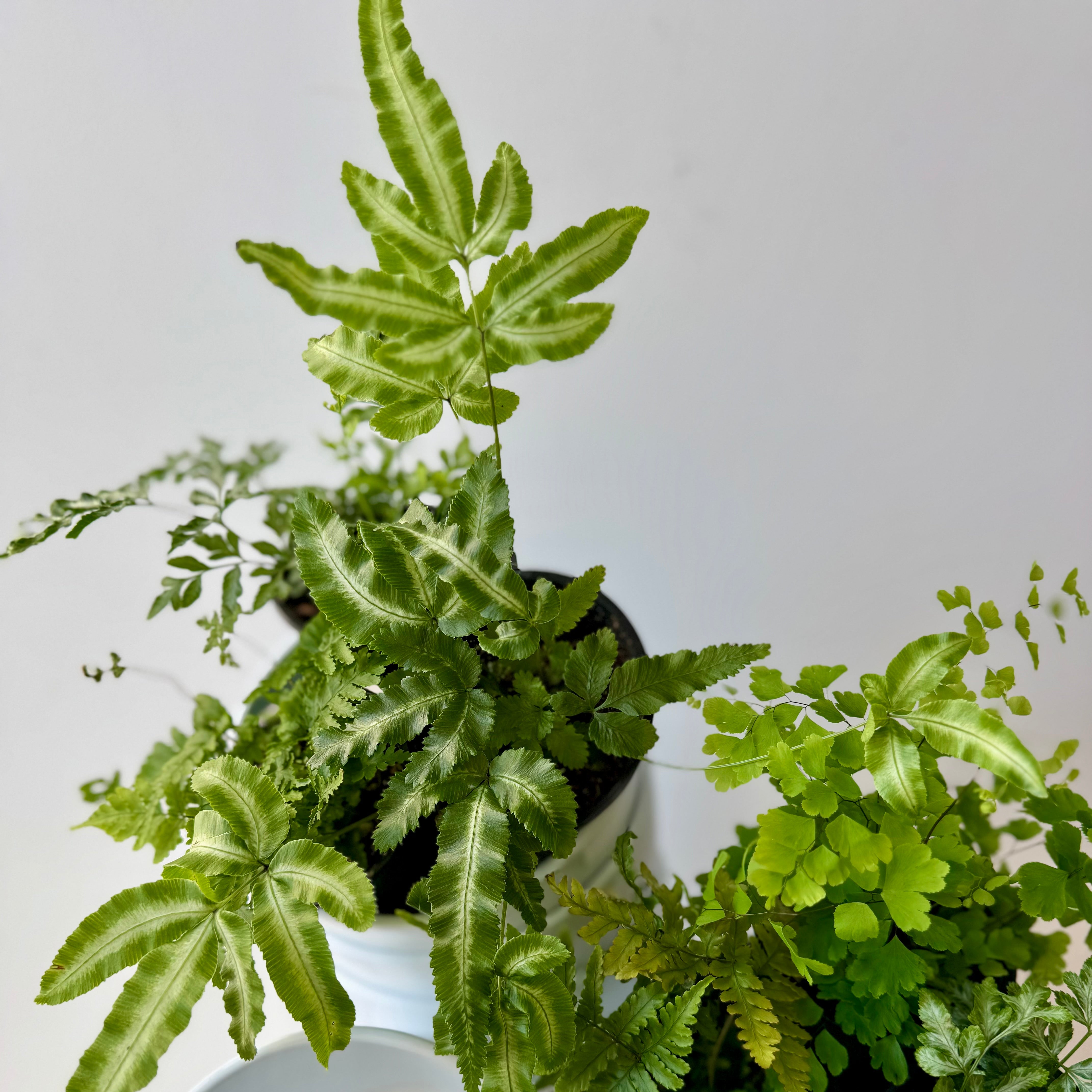 Fern Planter · Portland, Maine Delivery