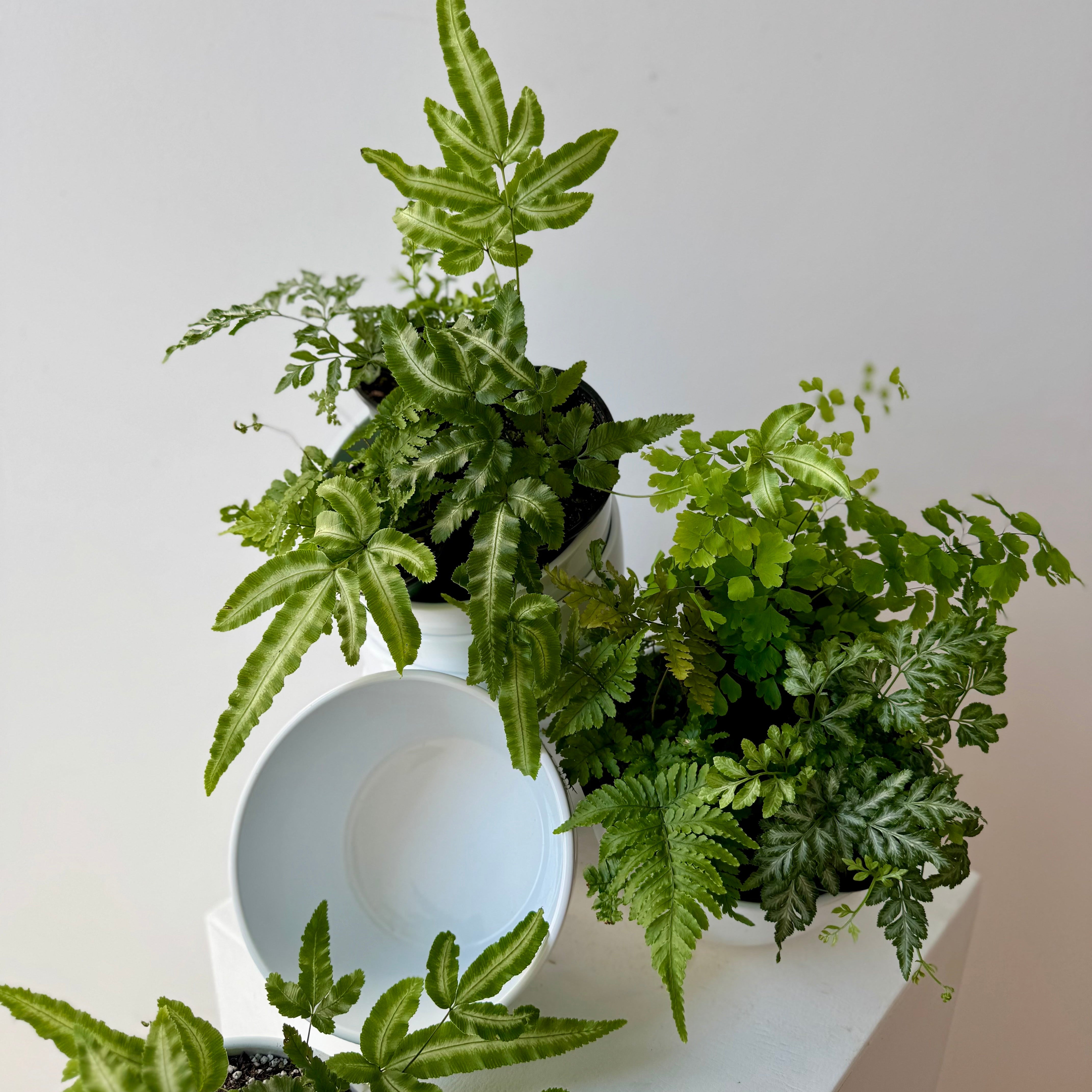 fern planter for delivery in portland maine