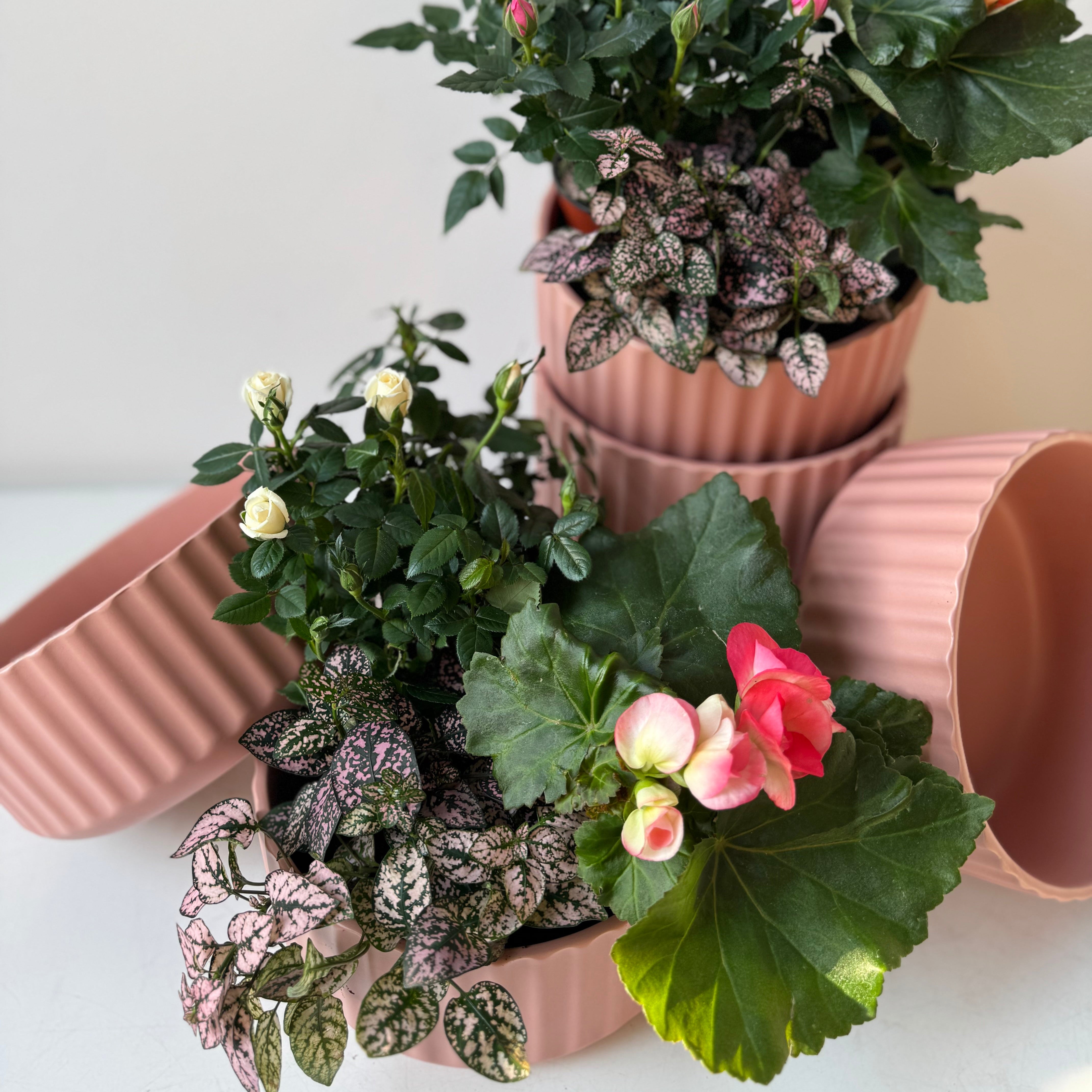 valentines day flowering plants for delivery in portland maine