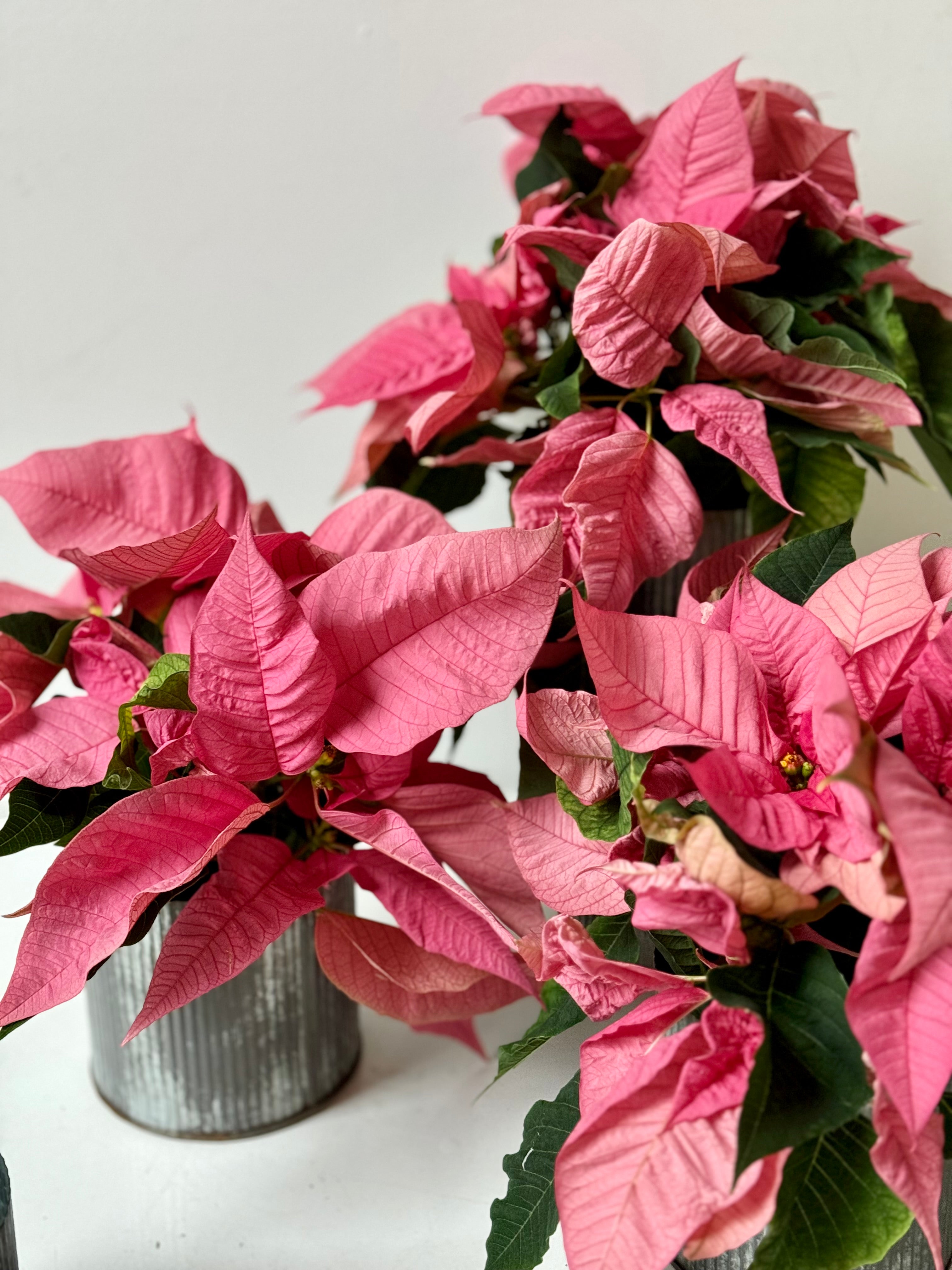 Pink poinsettia plant in a corrugated metal pots on a white surface with a light gray background ready to be delivered