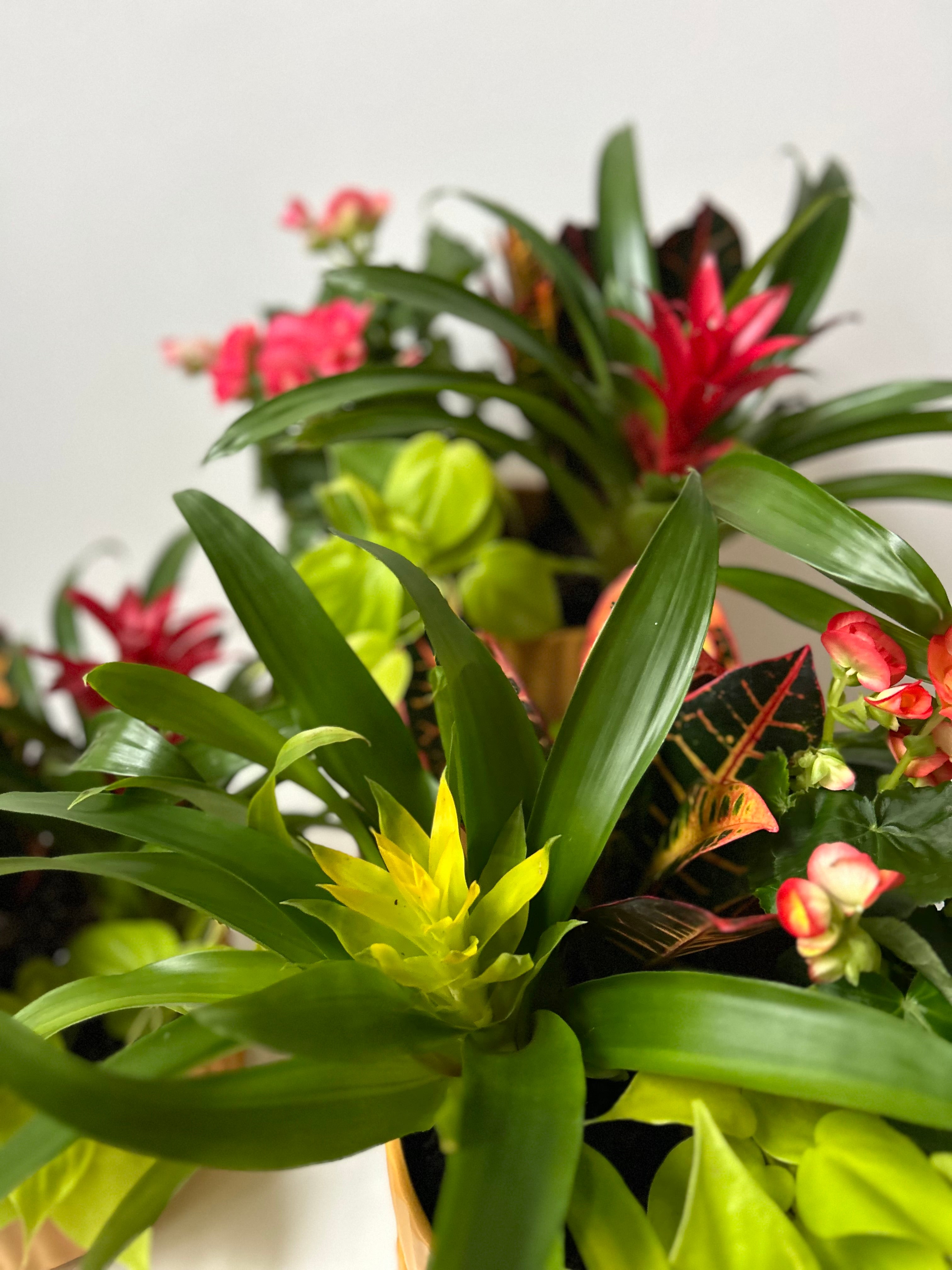 Close-up of a vibrant indoor plant with red and green leaves on a white background