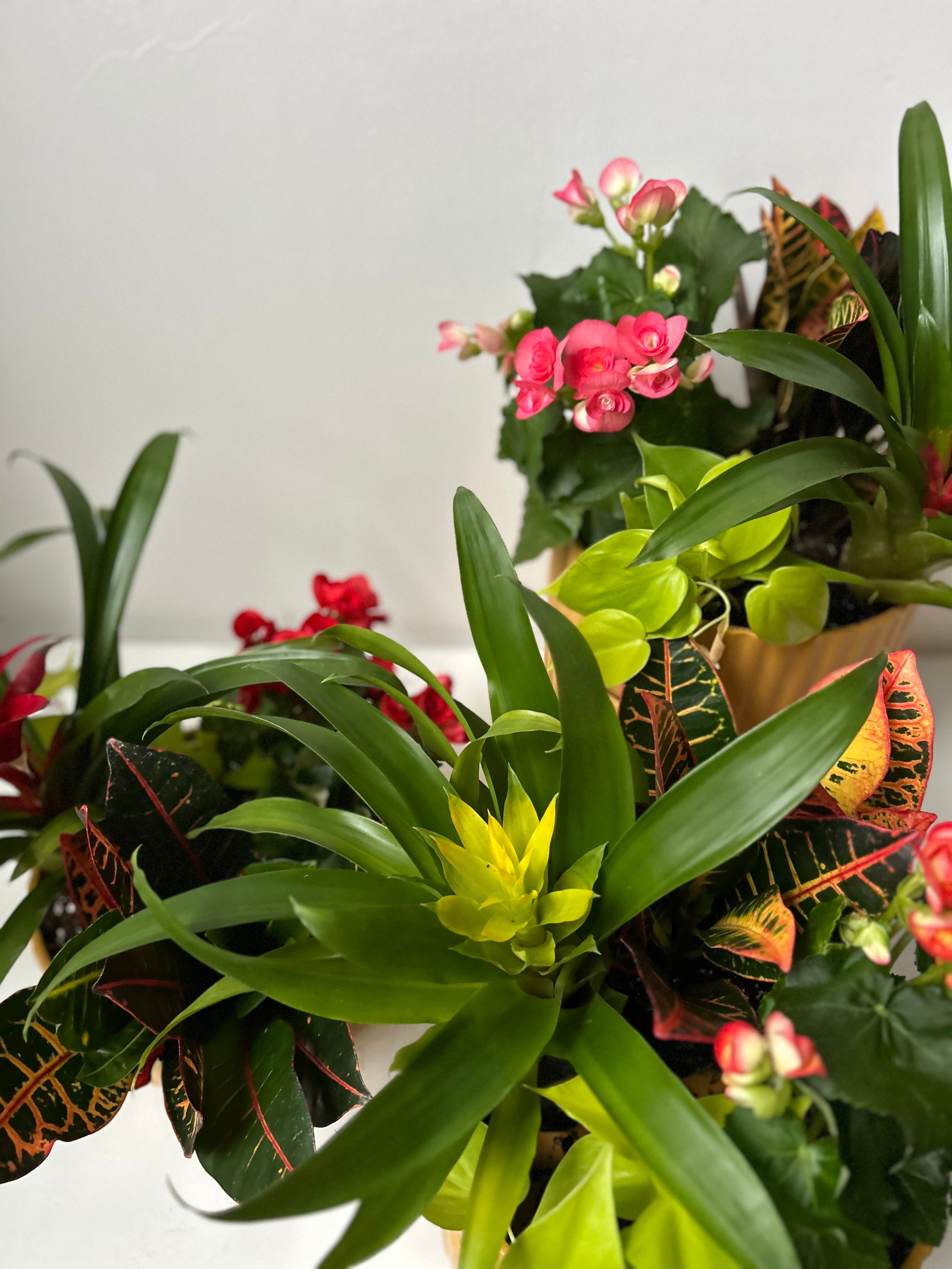 Assorted potted plants with green leaves and colorful flowers on a white surface.