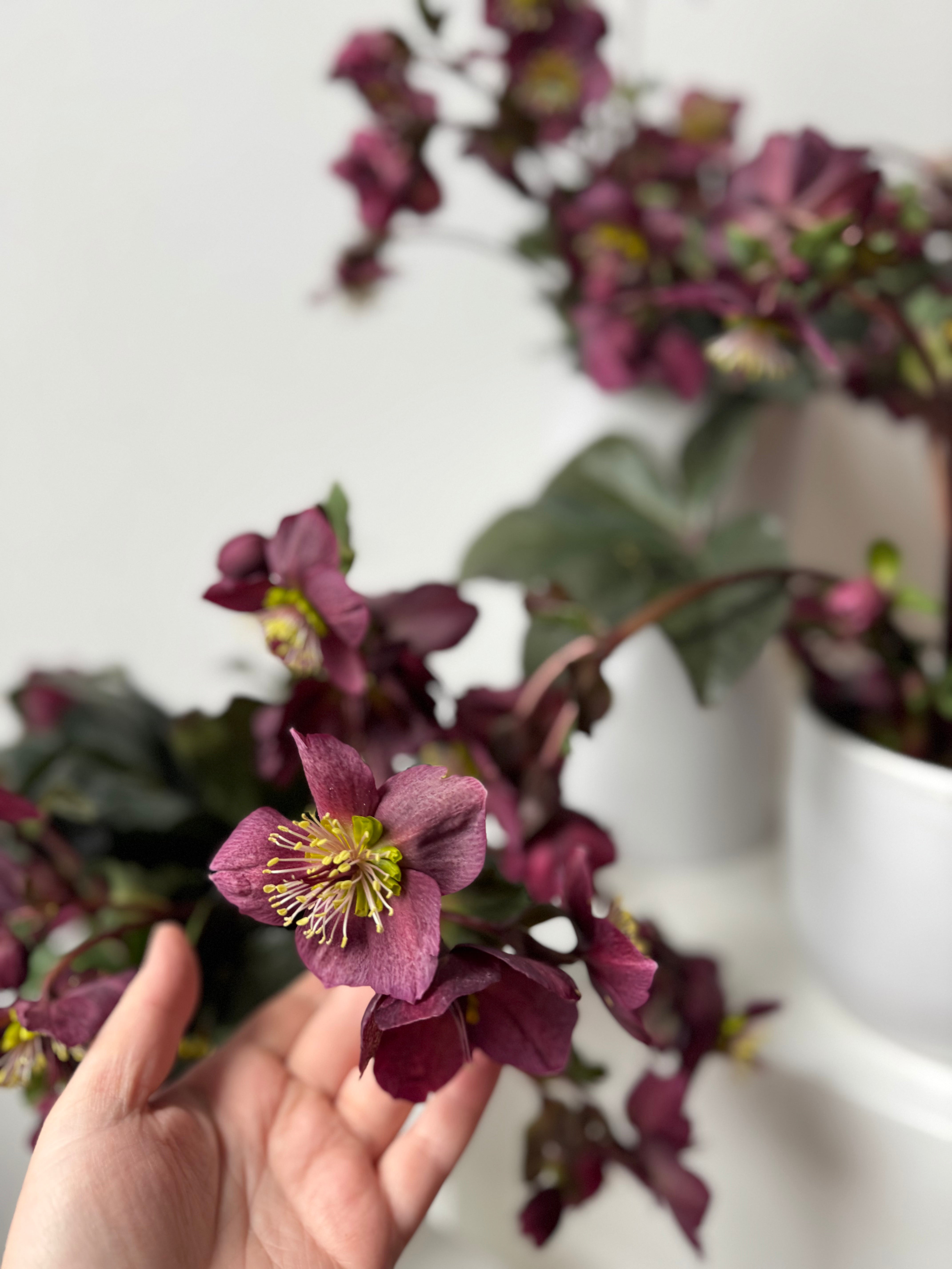 Hellebore Potted Plant