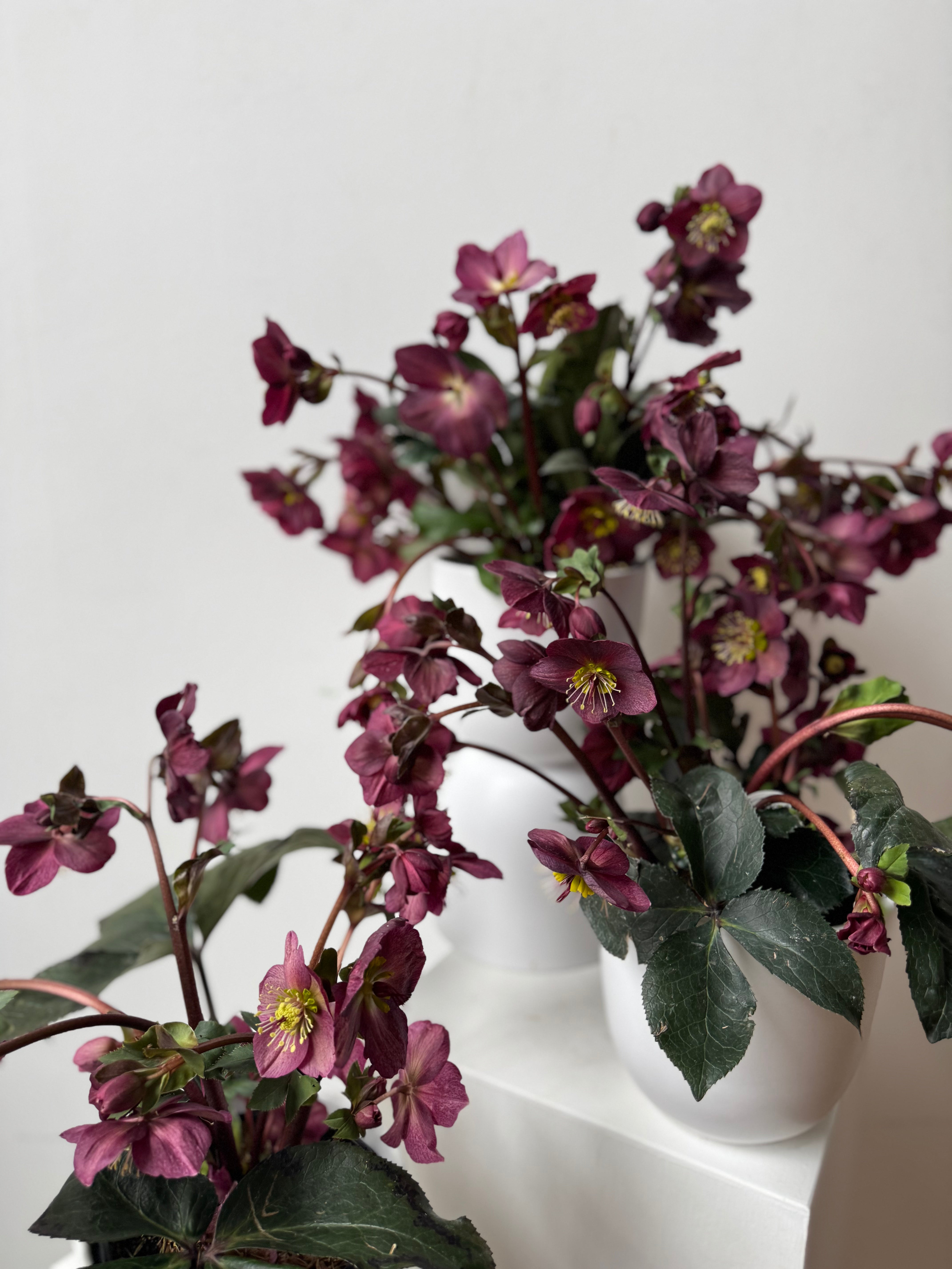 Hellebore Potted Plant