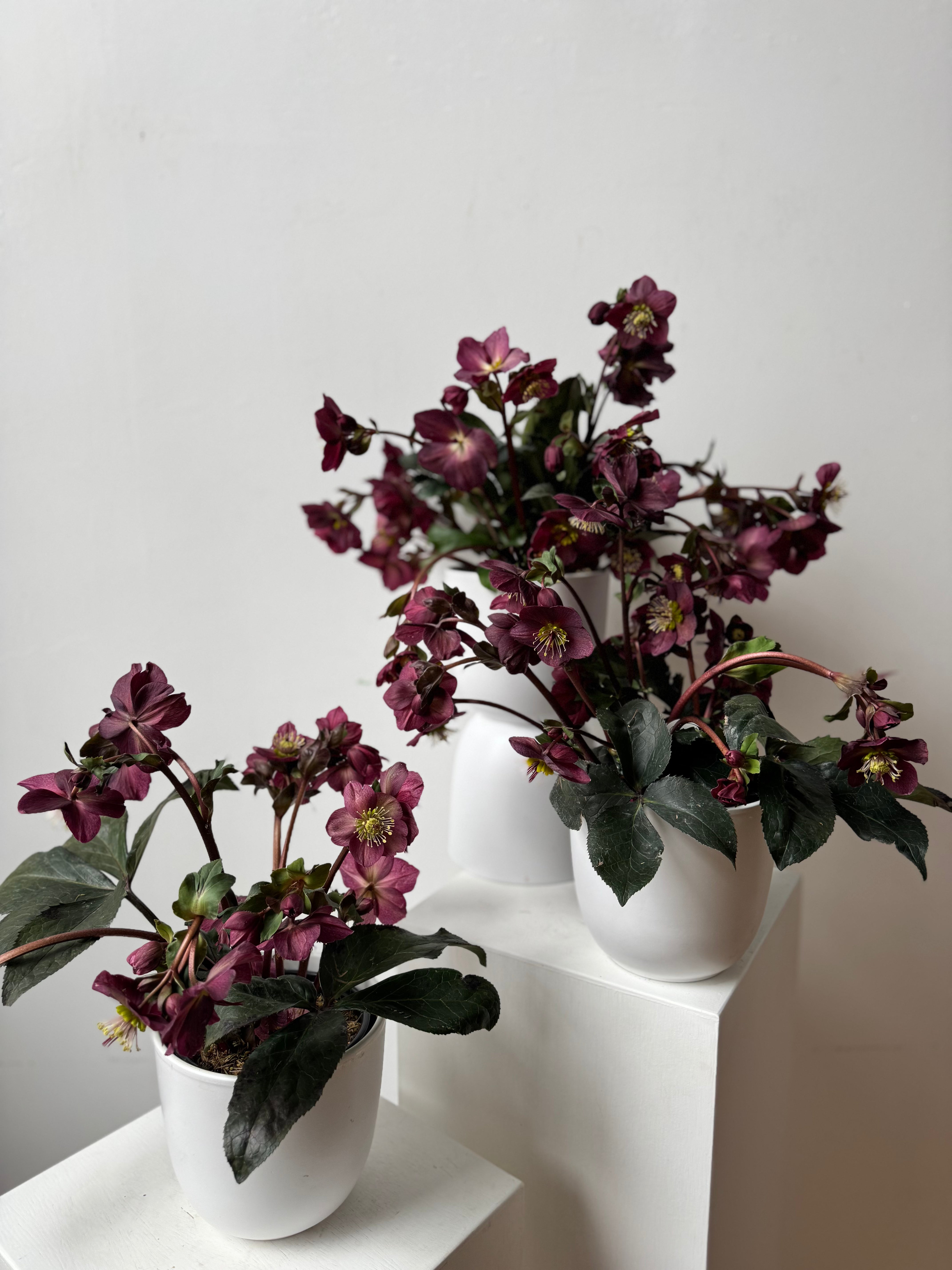 Hellebore Potted Plant