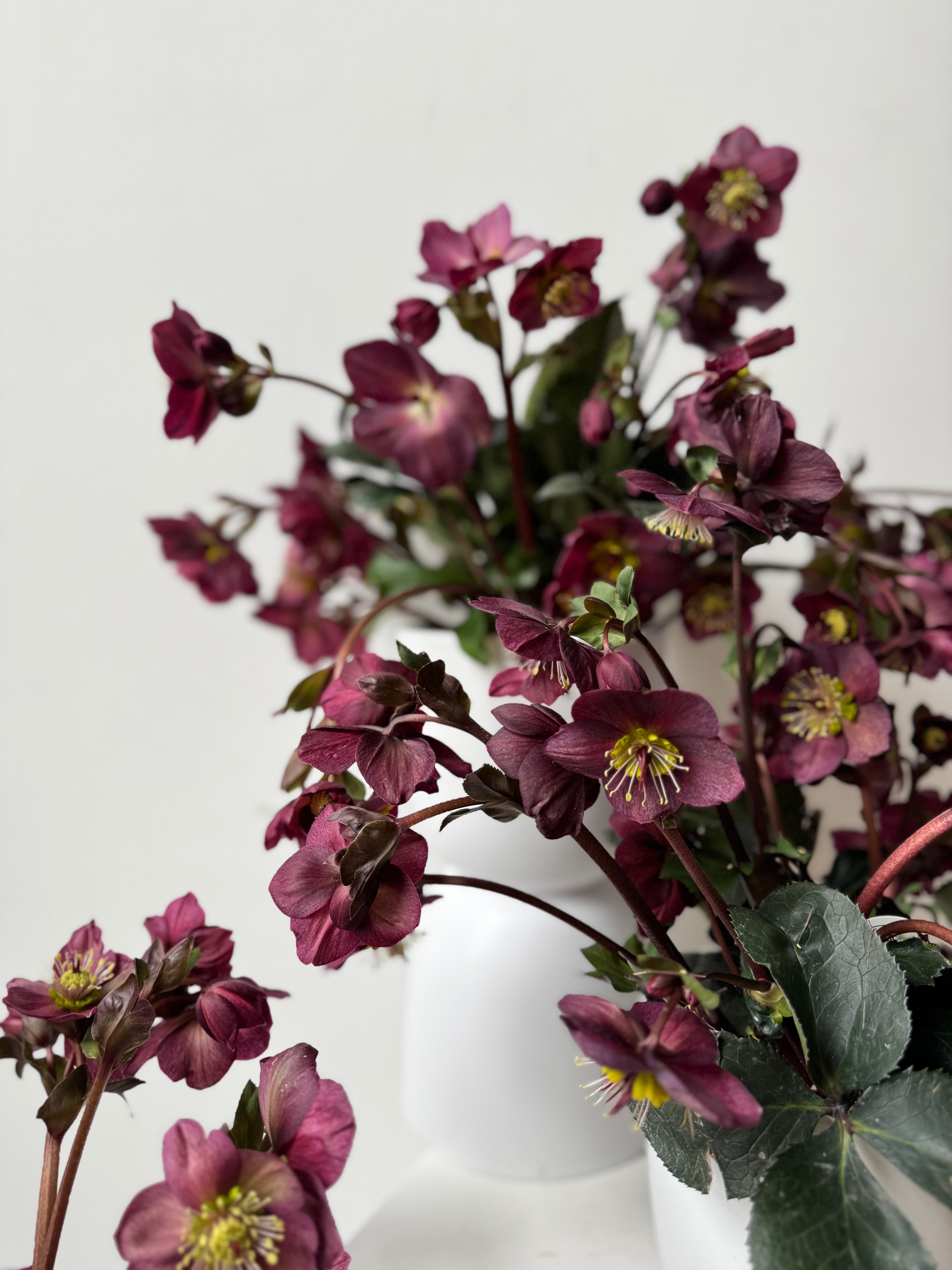 Hellebore Potted Plant