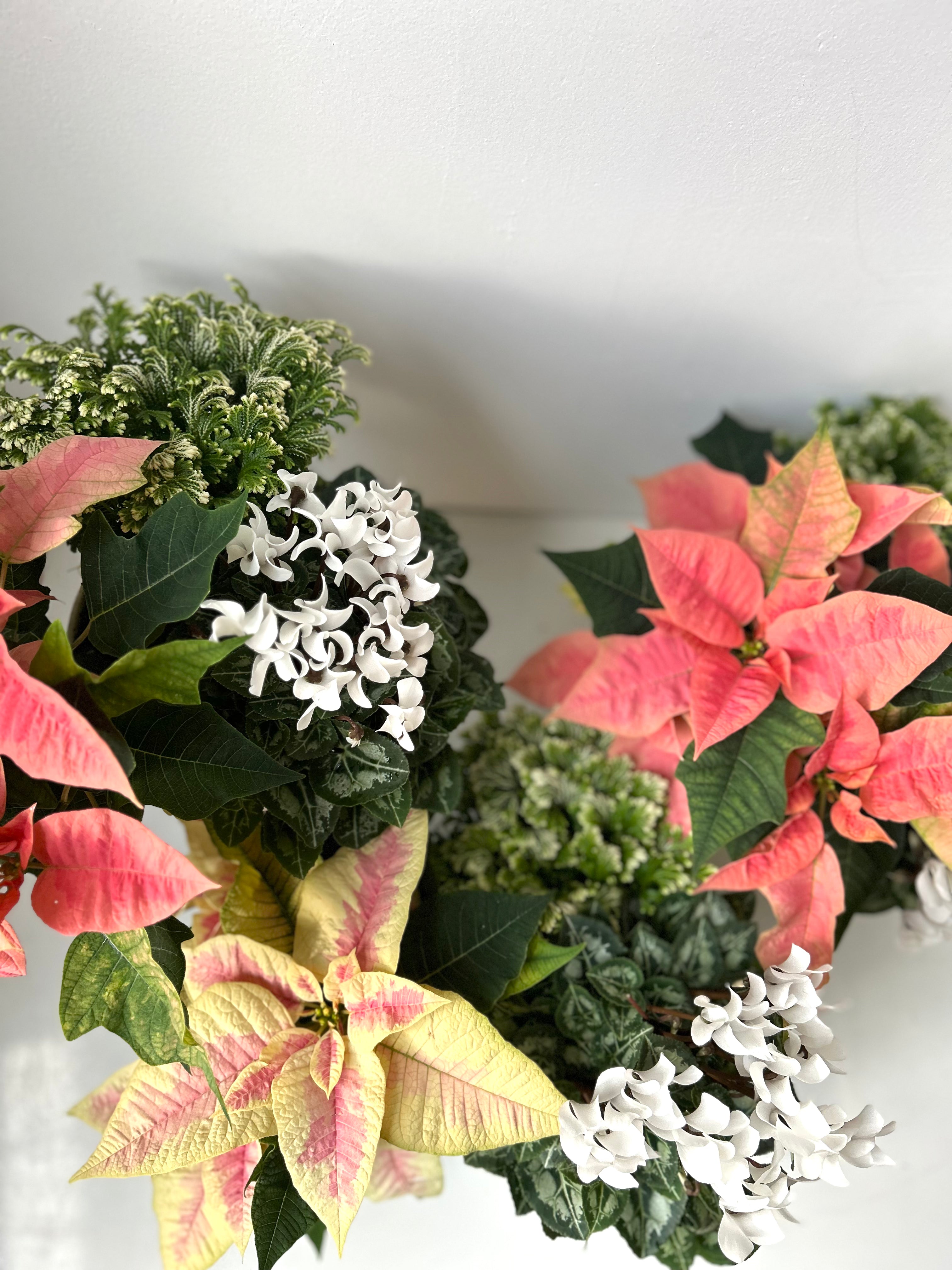 Holiday Planter with Flowering Plants
