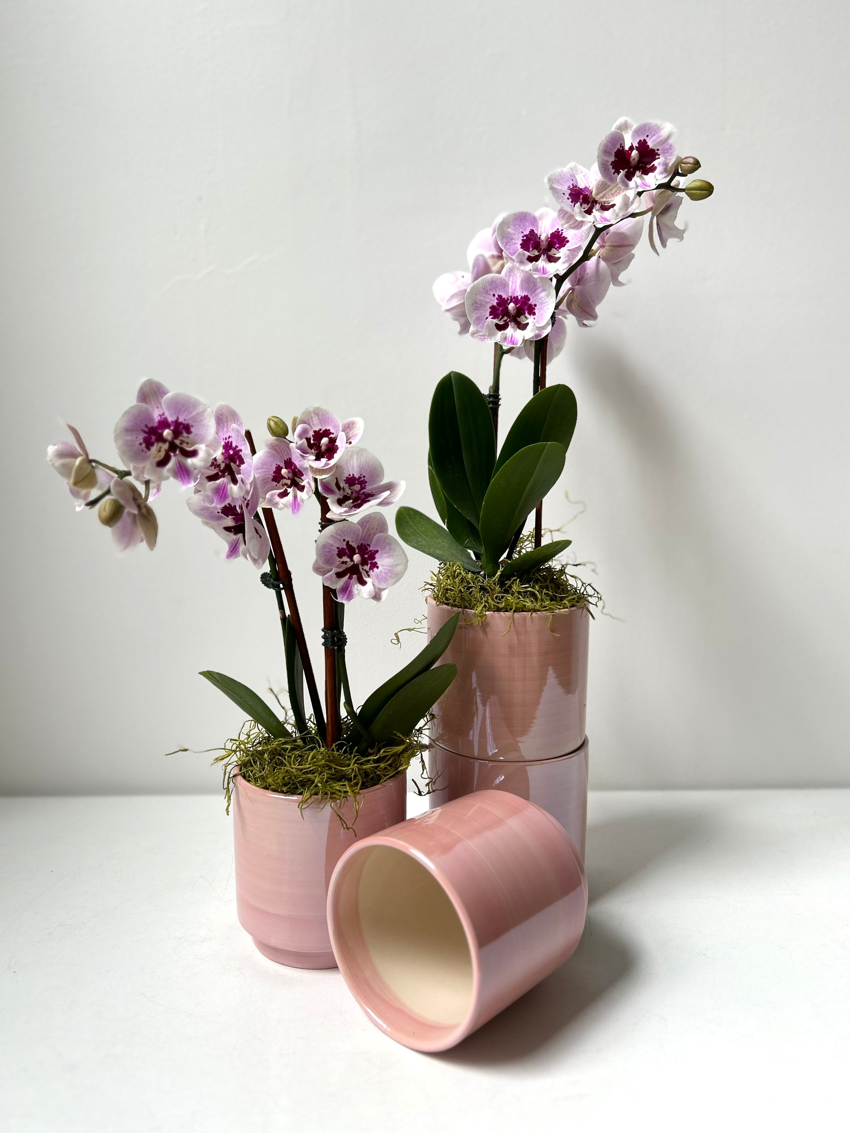 Orchid · Glossy Ceramic Pot · Portland, Maine Delivery