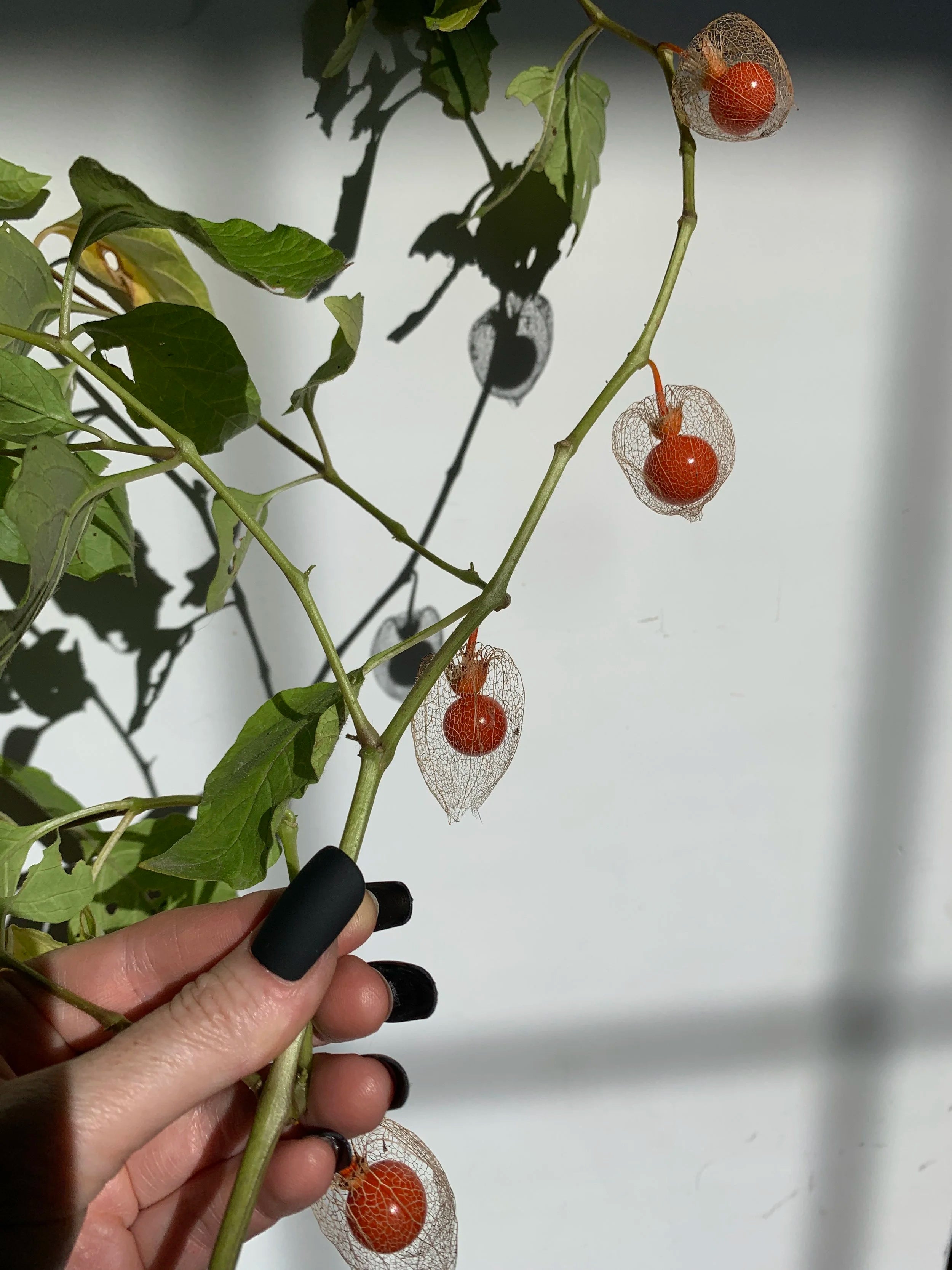 Hand holding a branch with small red fruits and transparent paper cups against a white wall.