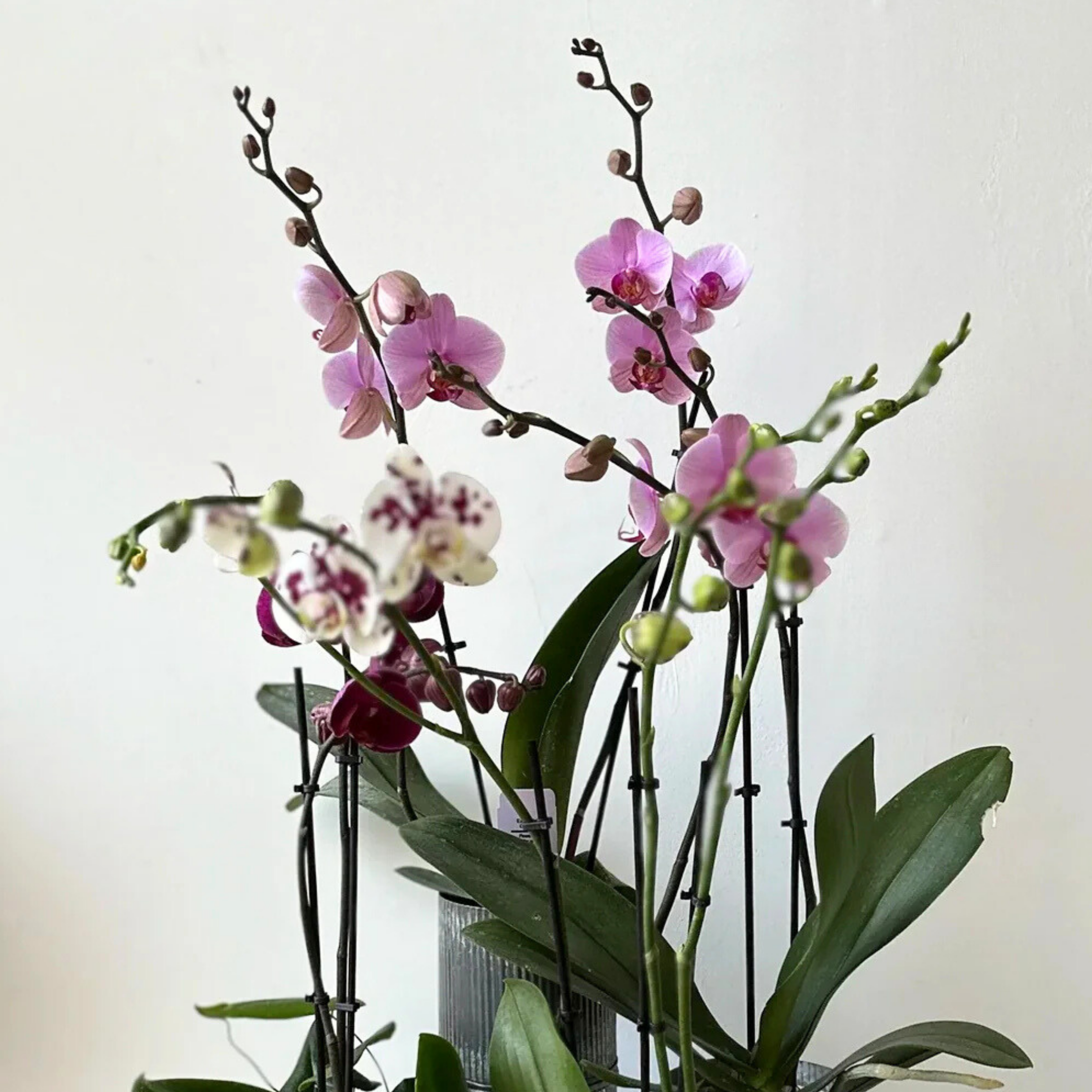 Valentine's Orchid in Metal Planter