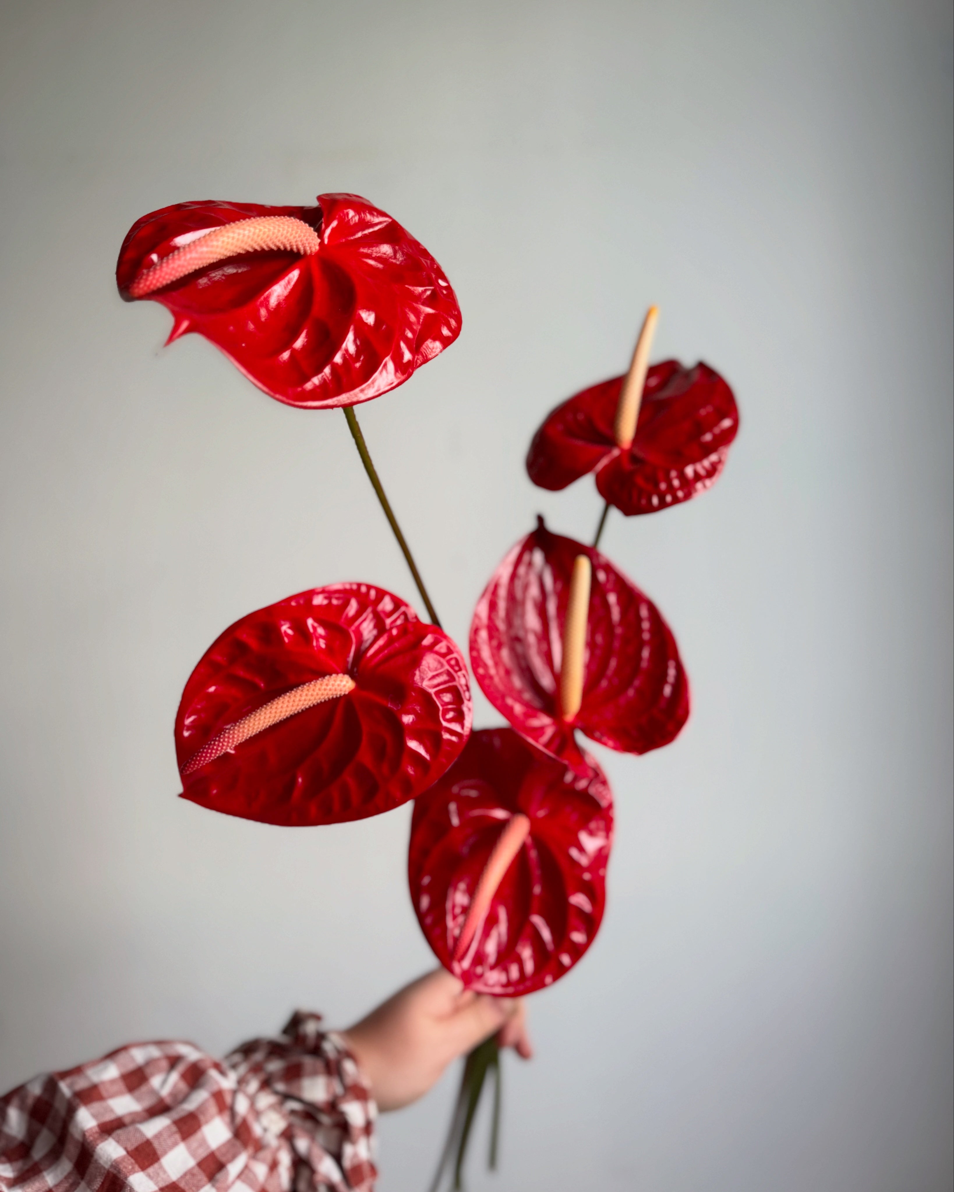 Maine florist in a checkered shirt holding a handful of red anthurium against a white background.