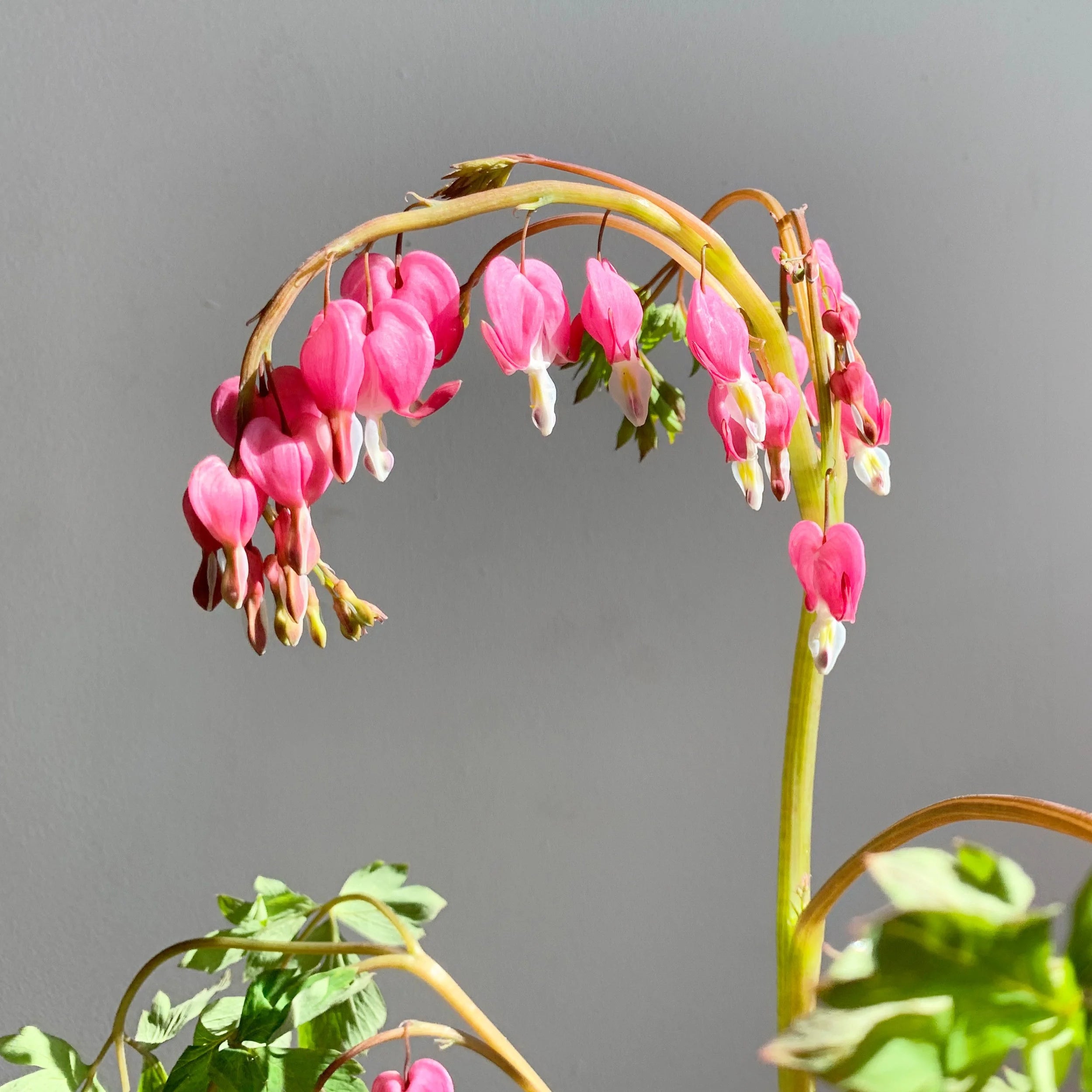 Pink bleeding heart flowers against a gray background