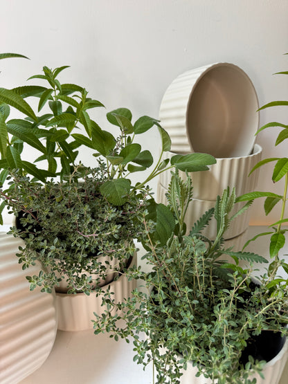 Scented Herb Planter in Pleated Ceramic Bowl
