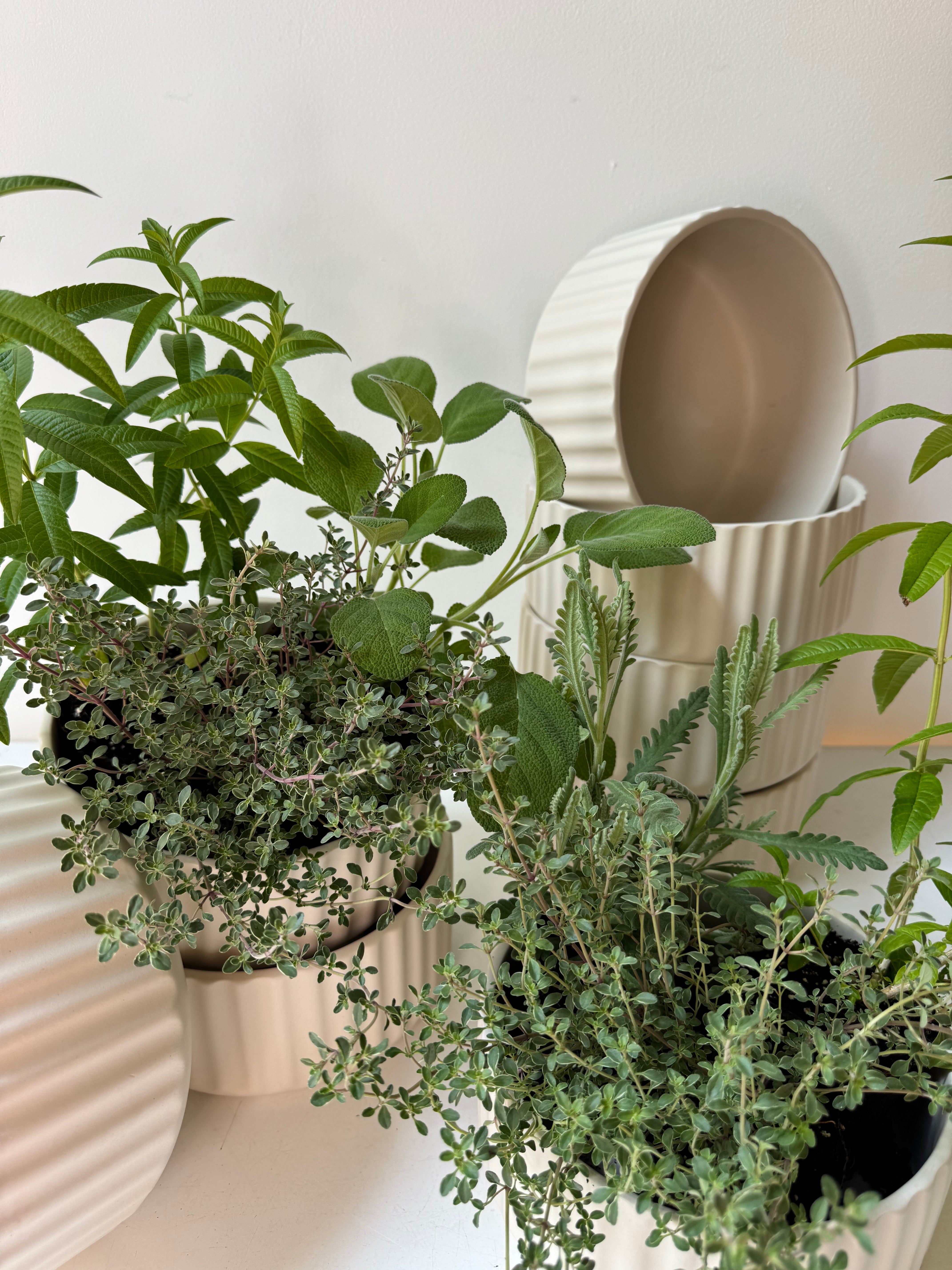 Scented Herb Planter in Pleated Ceramic Bowl