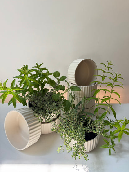 Scented Herb Planter in Pleated Ceramic Bowl