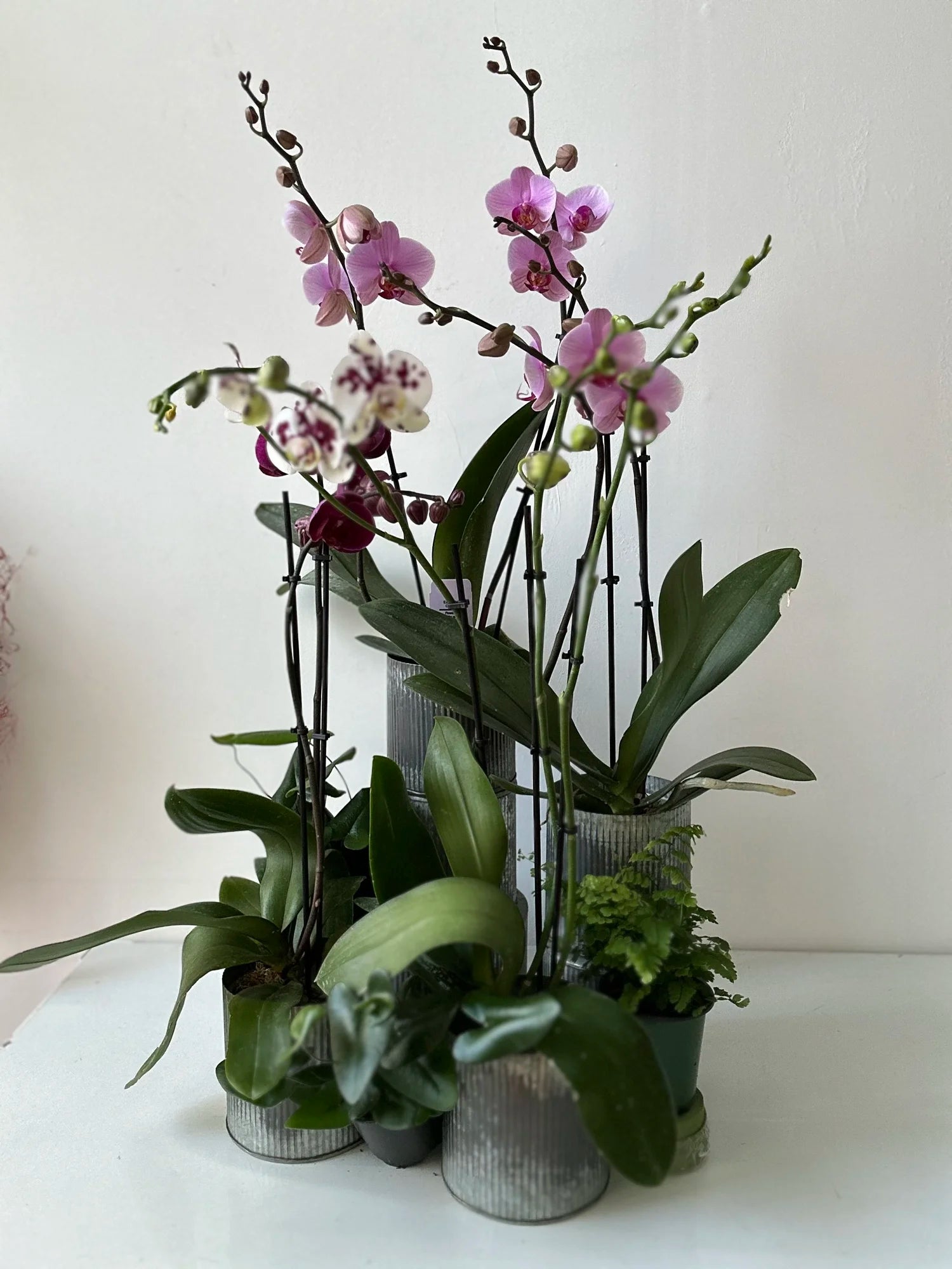 Orchid plants in small pots on a white surface with a light background
