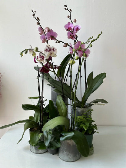 Orchid plants in small pots on a white surface with a light background