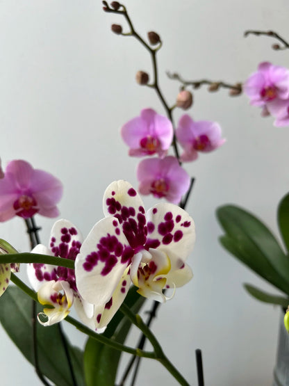 Close-up of a white orchid with purple spots against a neutral background