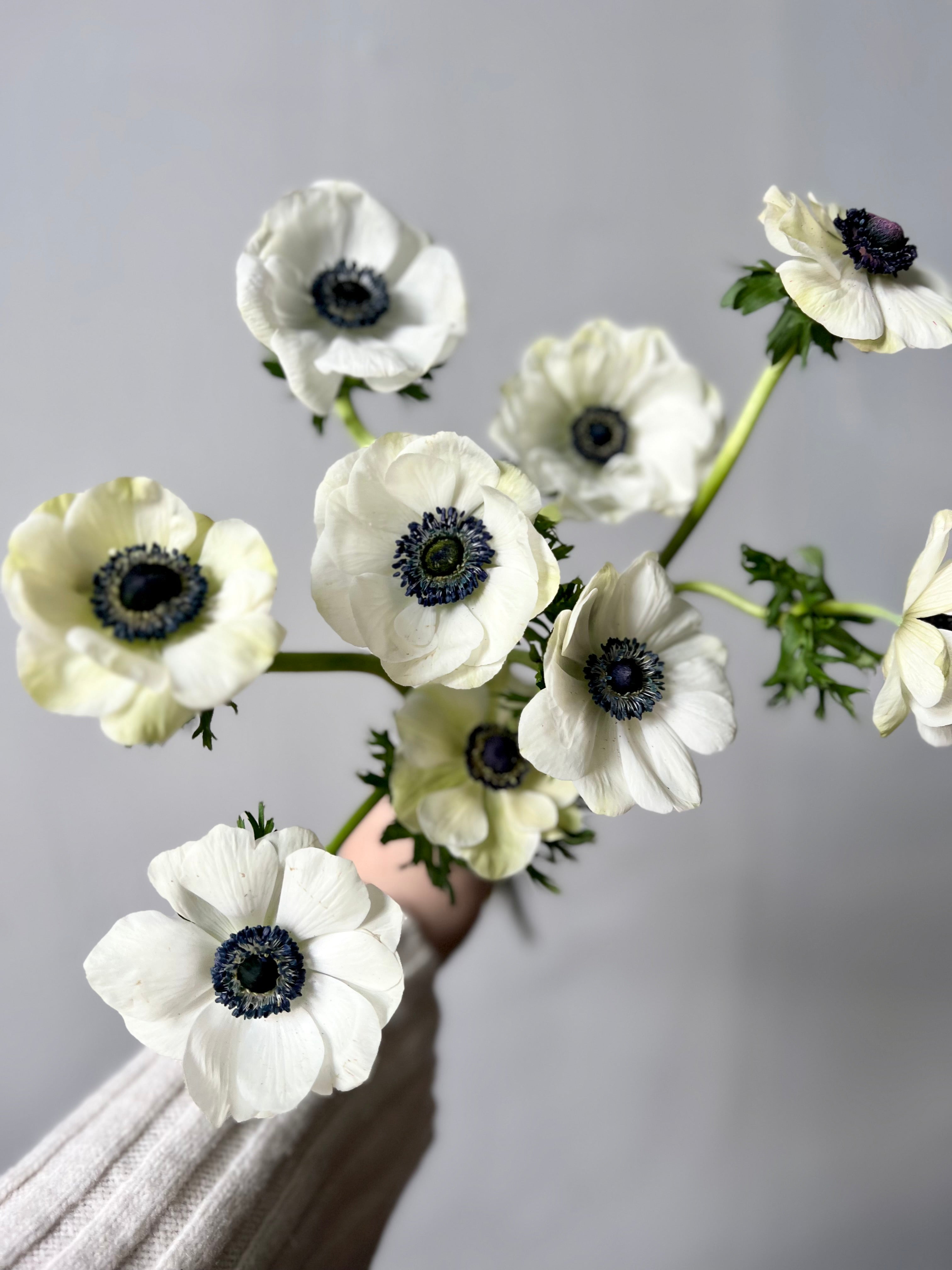 Hand holding white anemone flowers with black centers on a gray background