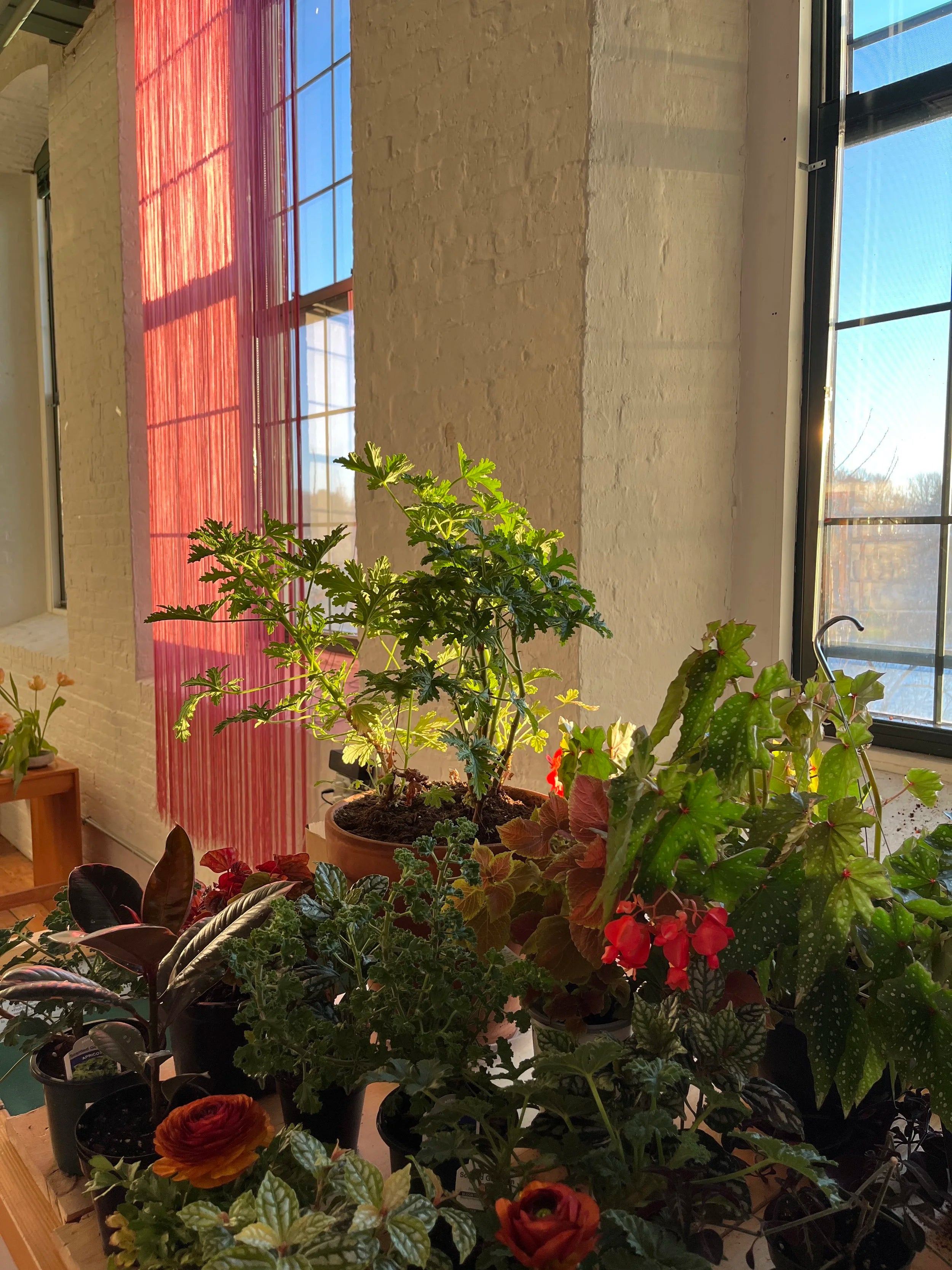 Collection of potted plants in a room with large windows