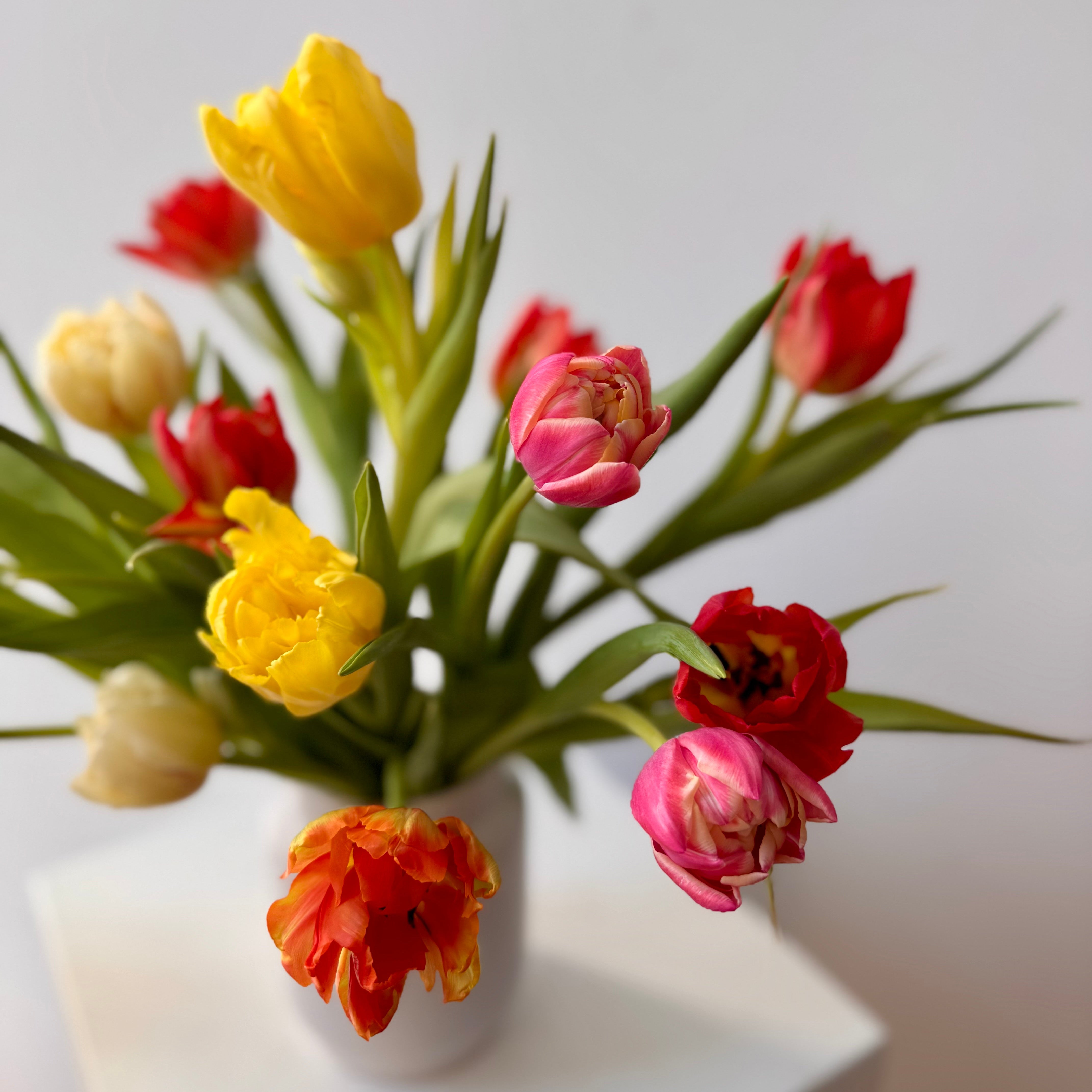Bouquet of colorful tulips in a white vase on a light surface with a neutral background for local flower delivery in Maine