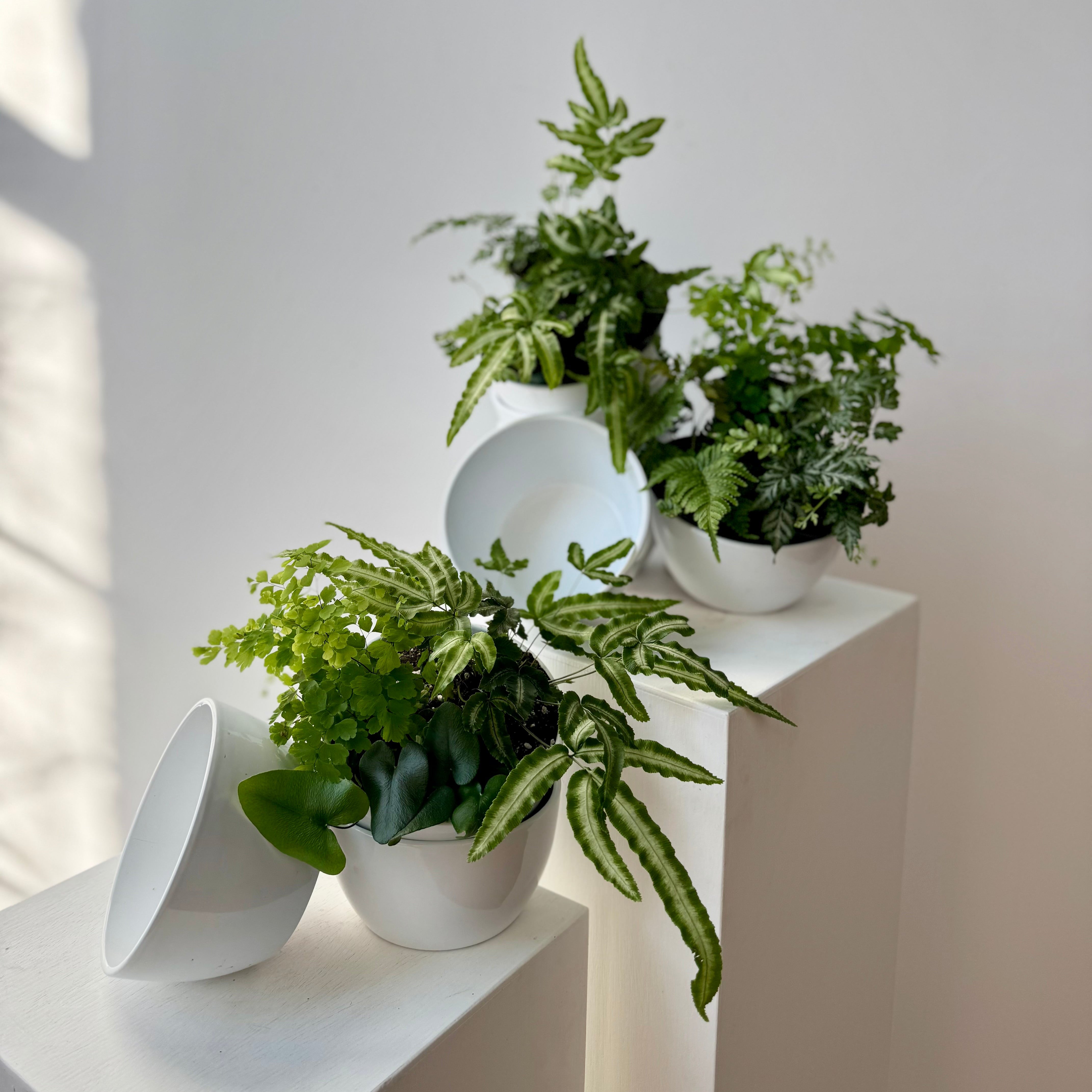 Potted ferns on a white surface with a light gray wall background for plant delivery in portland maine
