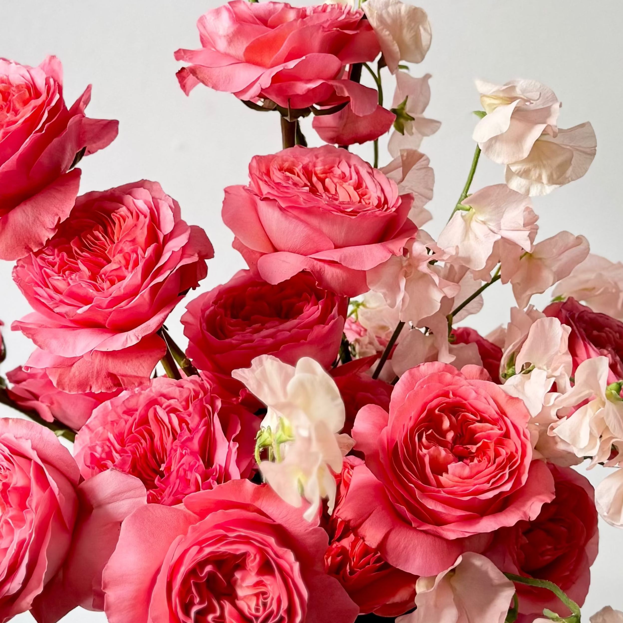 Two dozen roses with sweet peas for valentines dayin portland maine