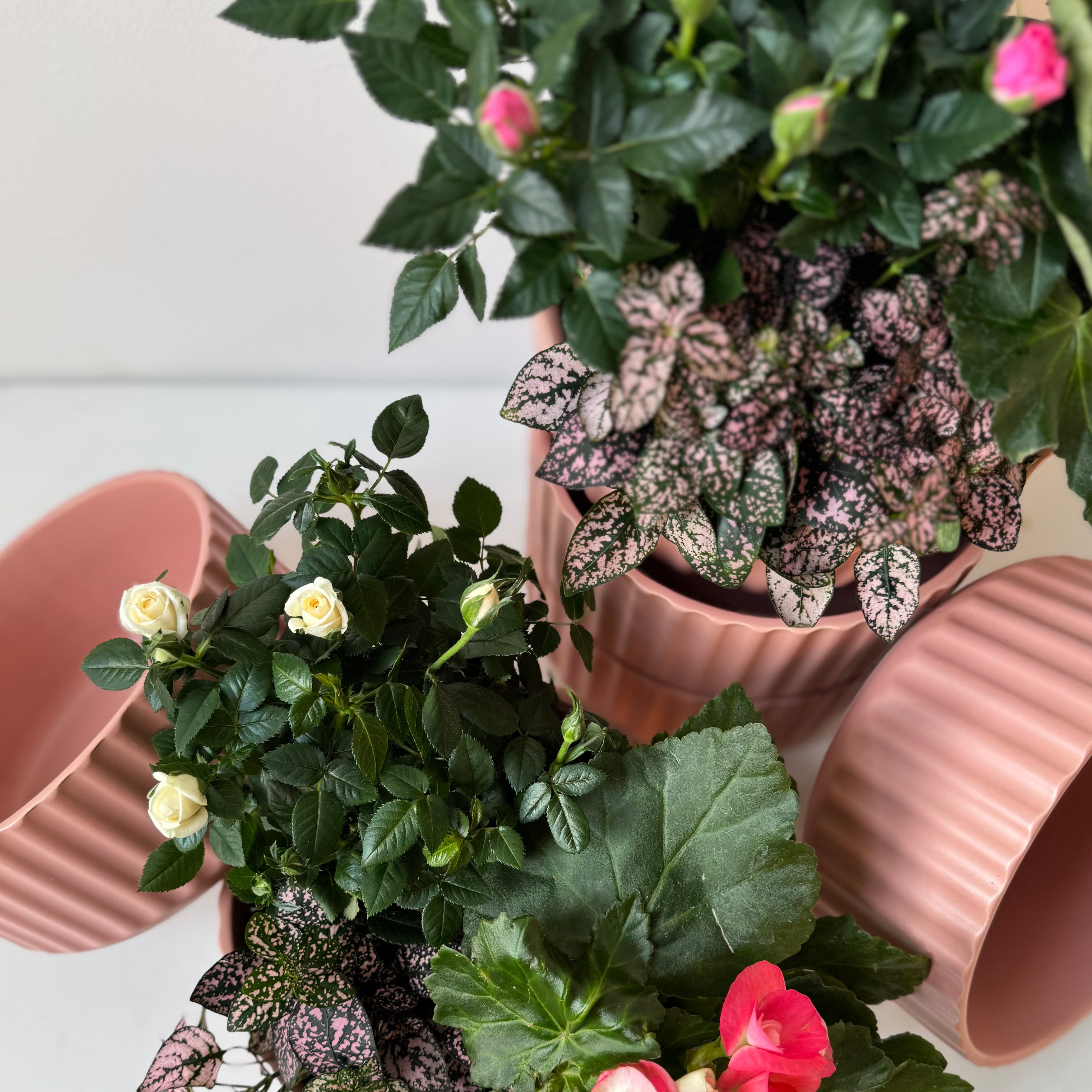 Potted valentines day plants with pink and white flowers flower delivery maine