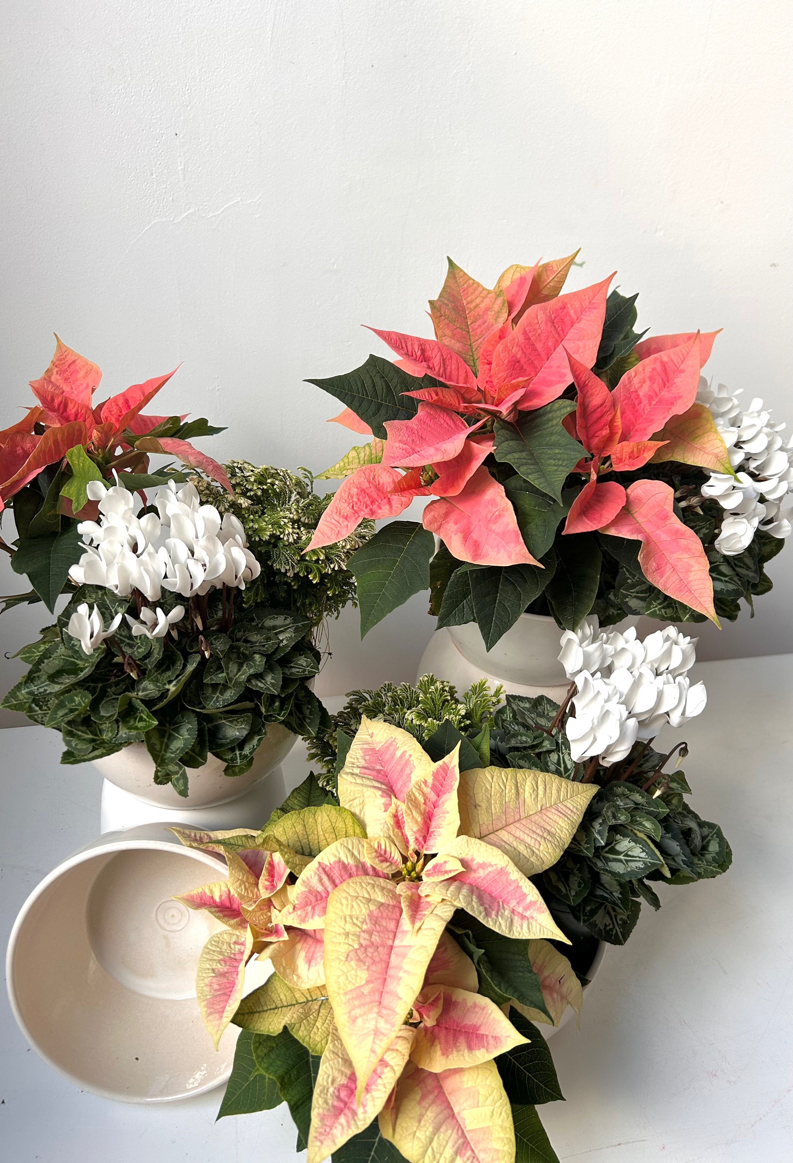 Holiday Planter with Flowering Plants