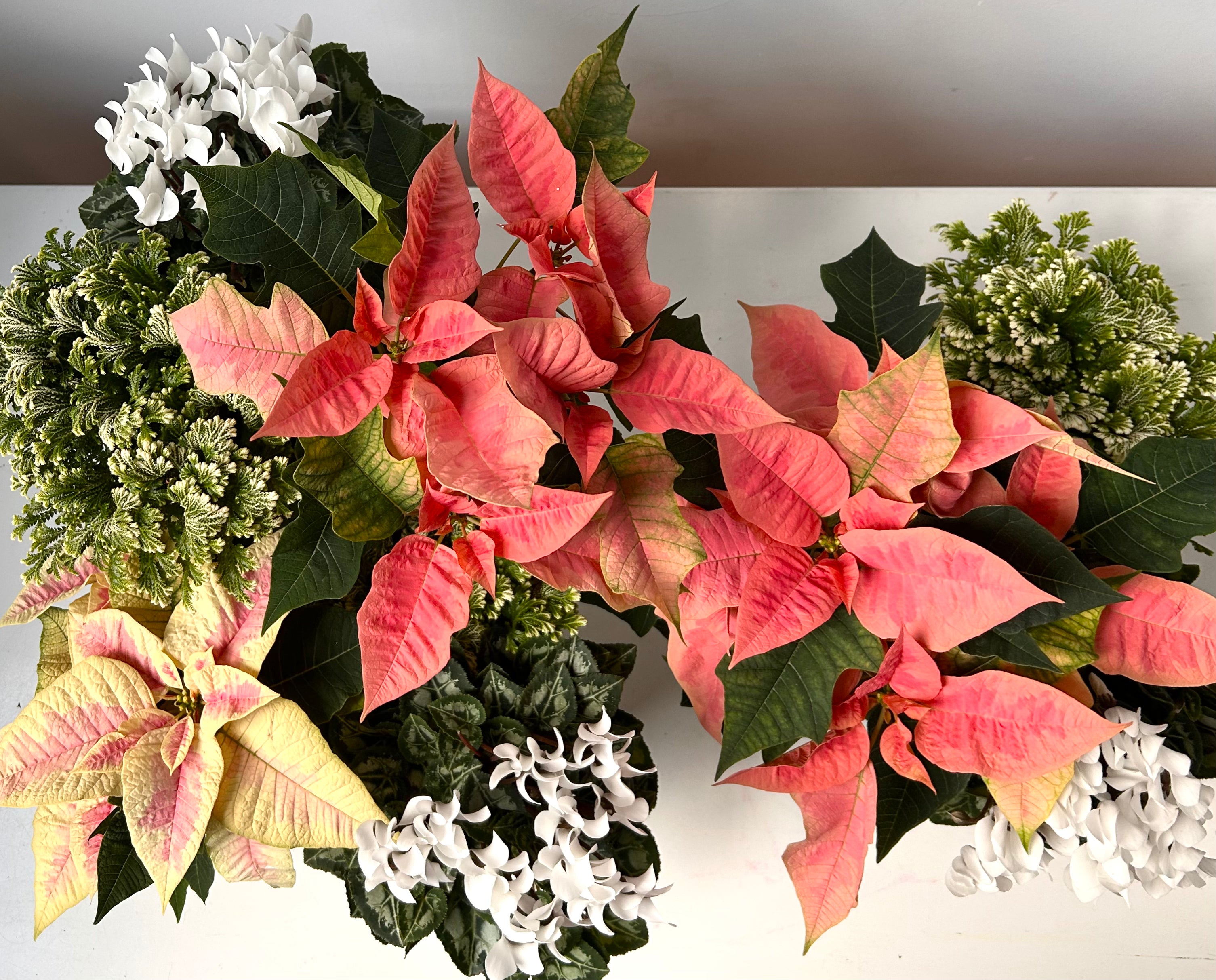 Holiday Planter with Flowering Plants