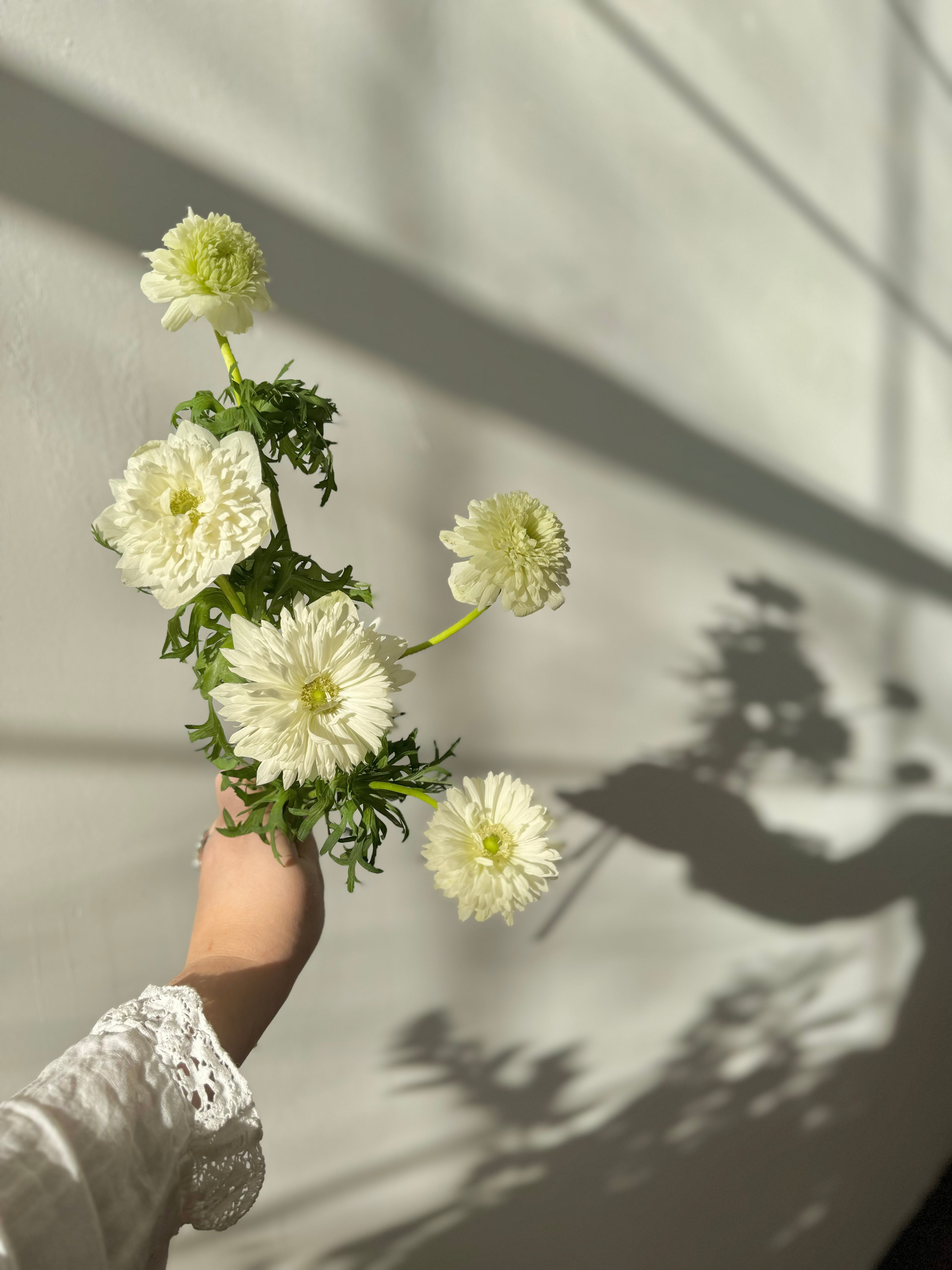 Maine florists hand holding a bouquet of white anenome flowers against a light background with shadows being cast