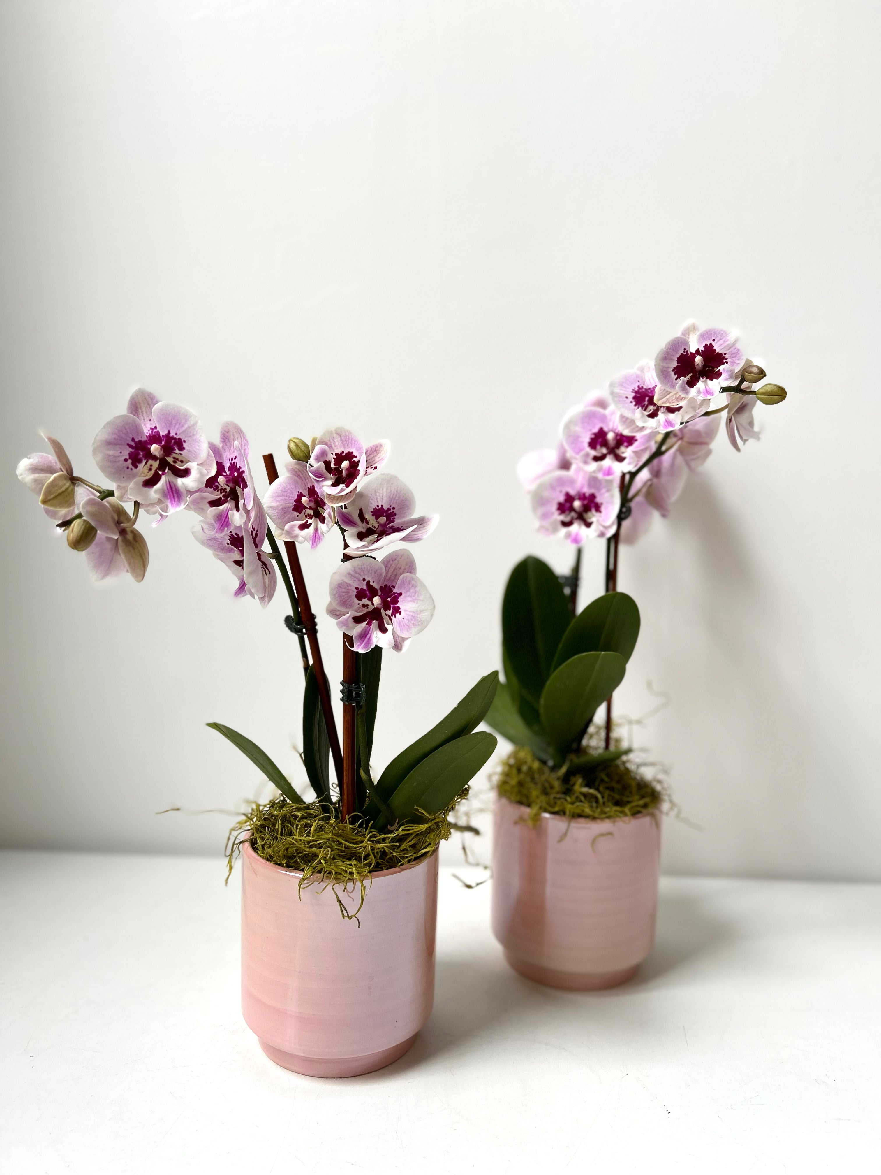 Orchid · Glossy Ceramic Pot · Portland, Maine Delivery