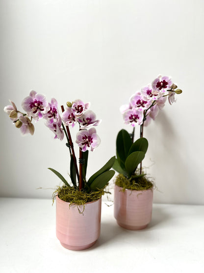 Orchid · Glossy Ceramic Pot · Portland, Maine Delivery