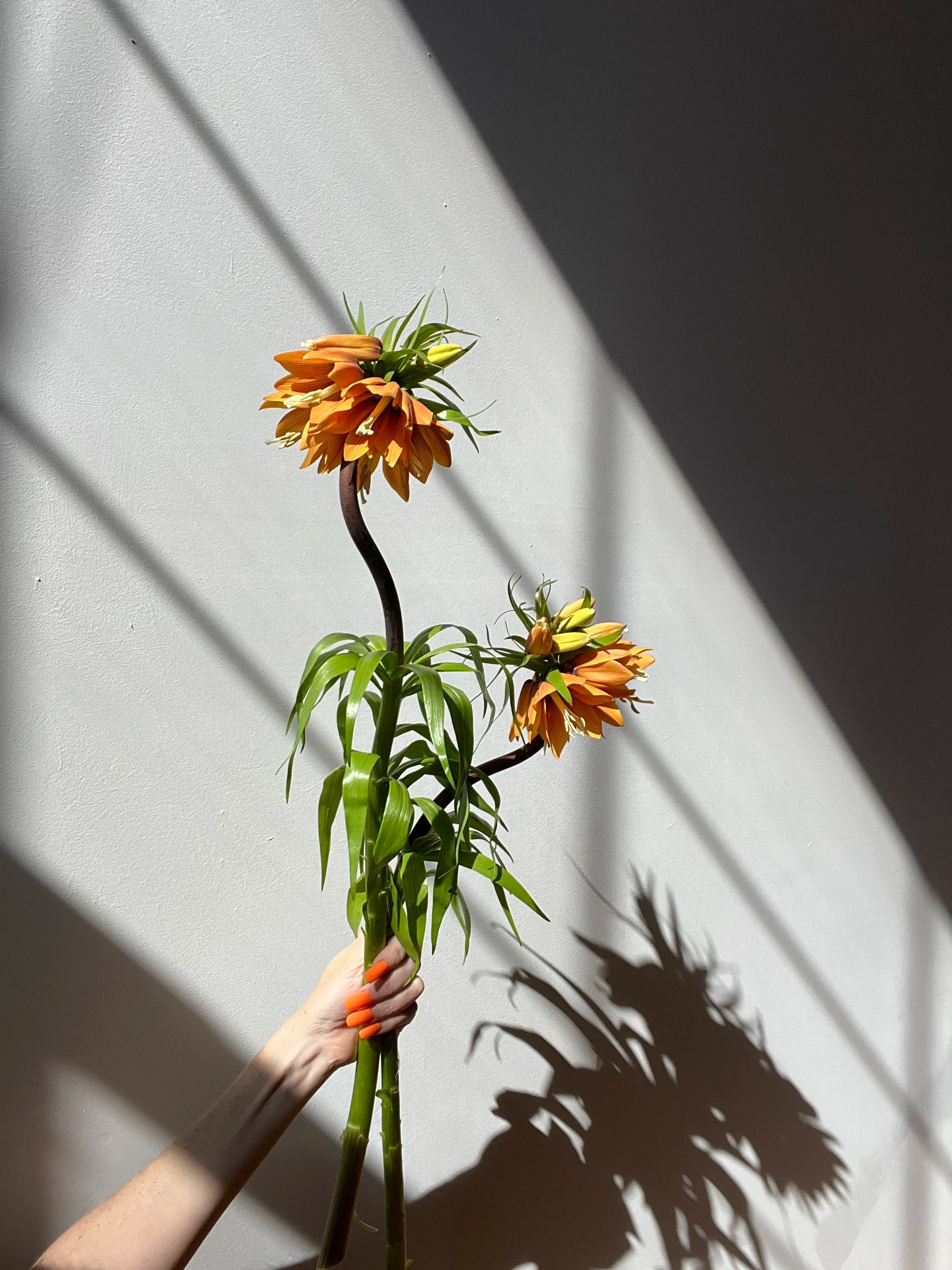 Hand holding a bouquet of orange flowers against a gray wall with shadows.