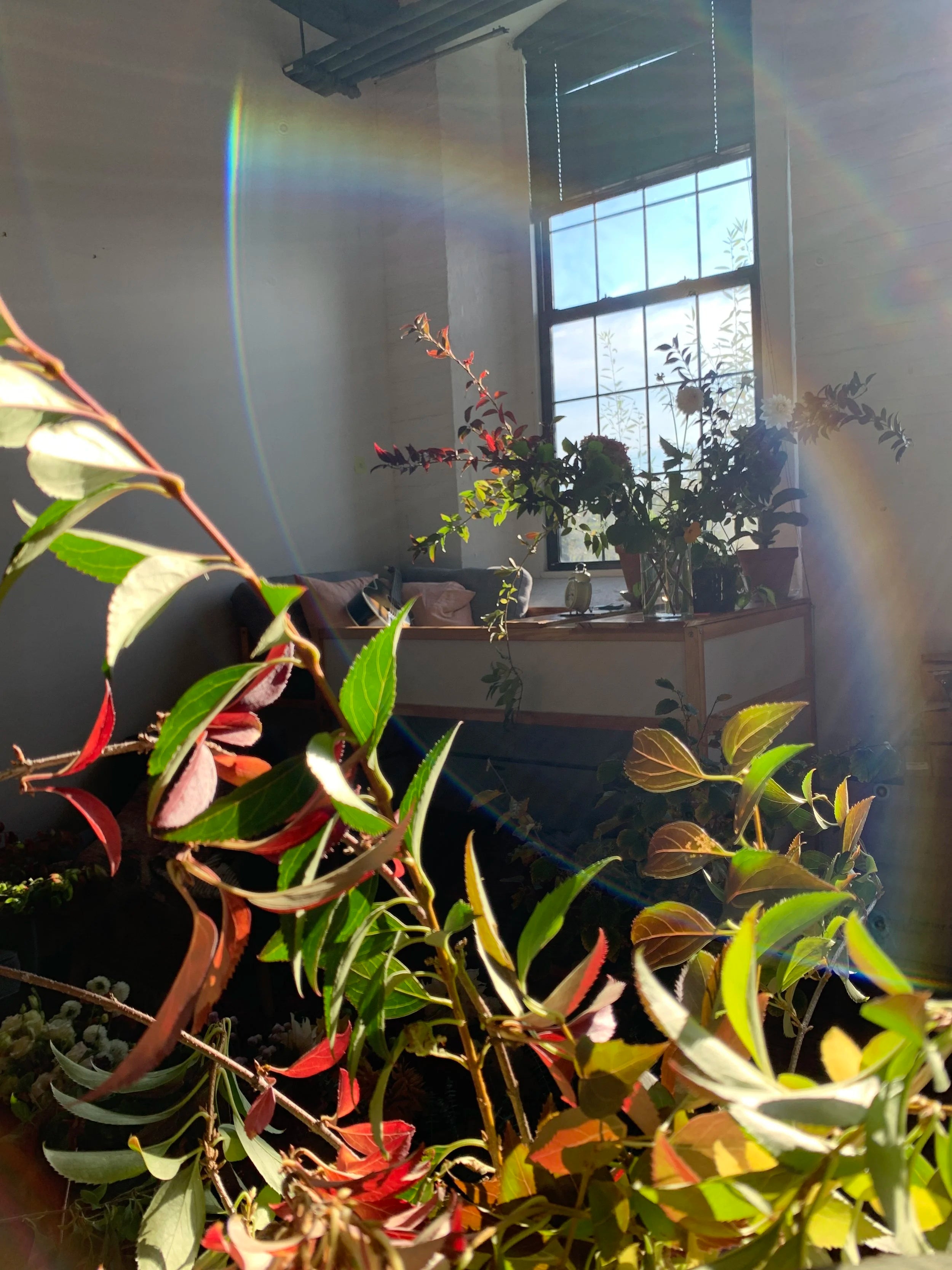 Indoor setting with plants and a large window, featuring a rainbow effect.