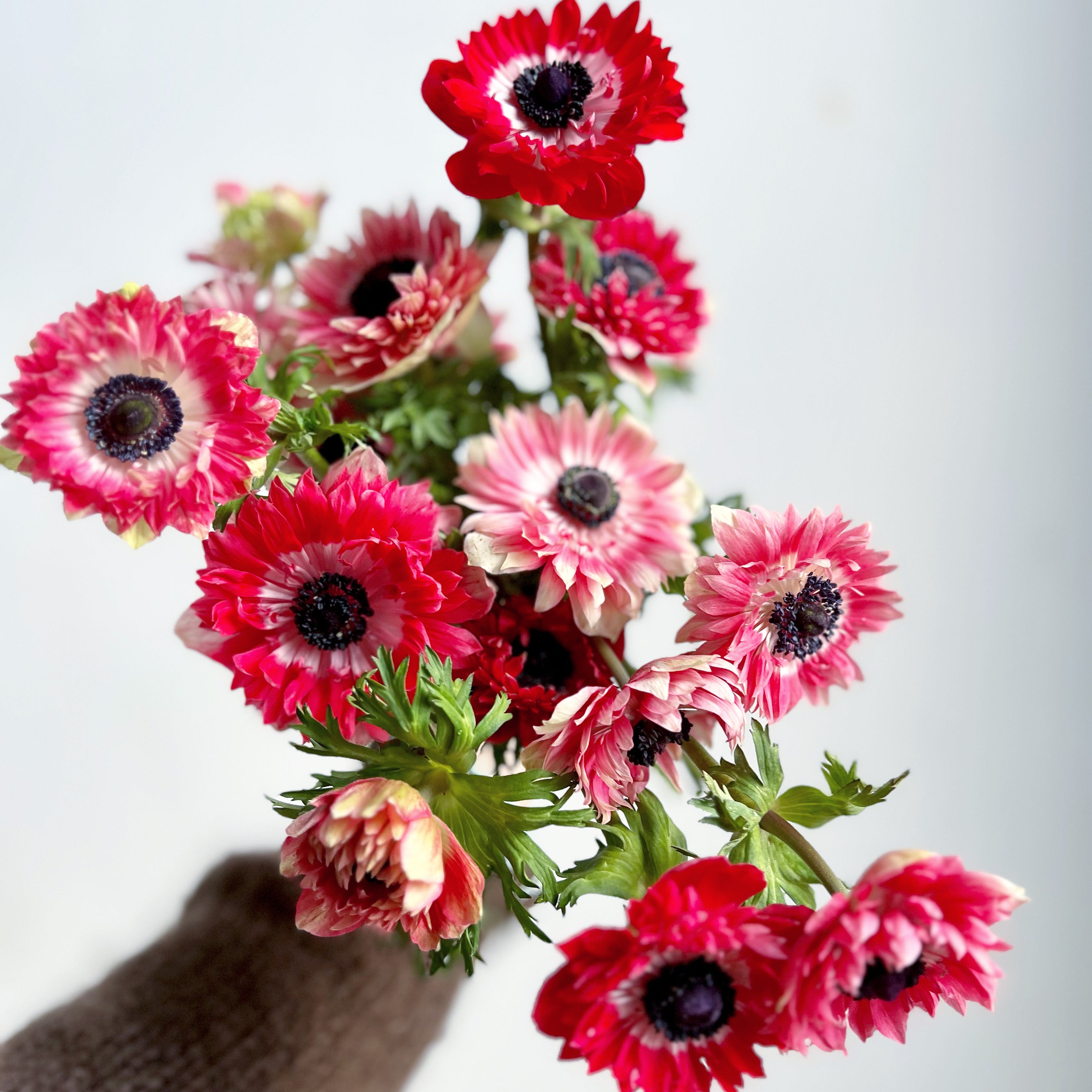 Bouquet of red anenomes