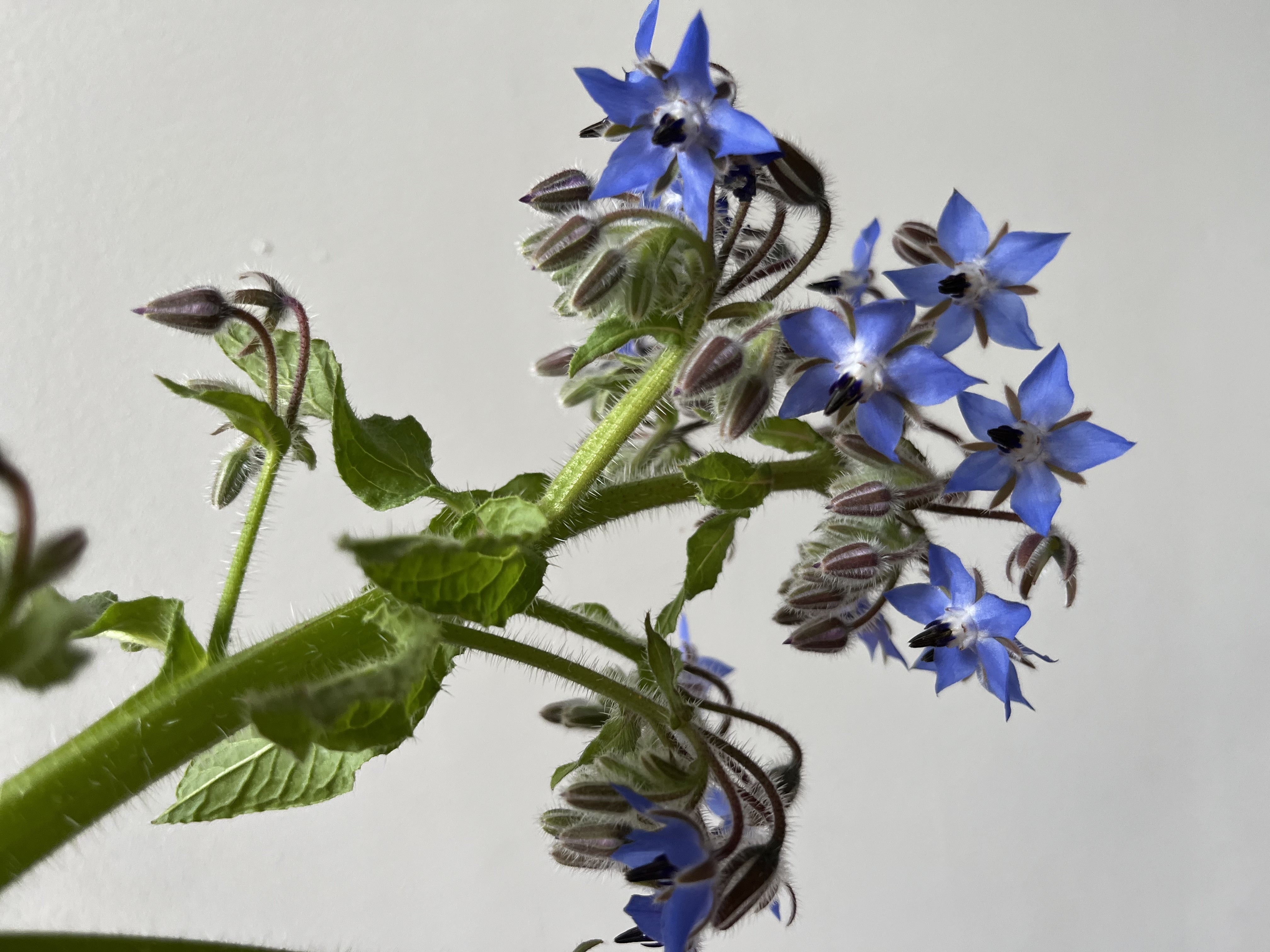 Borage flowers with green leaves on a light gray background