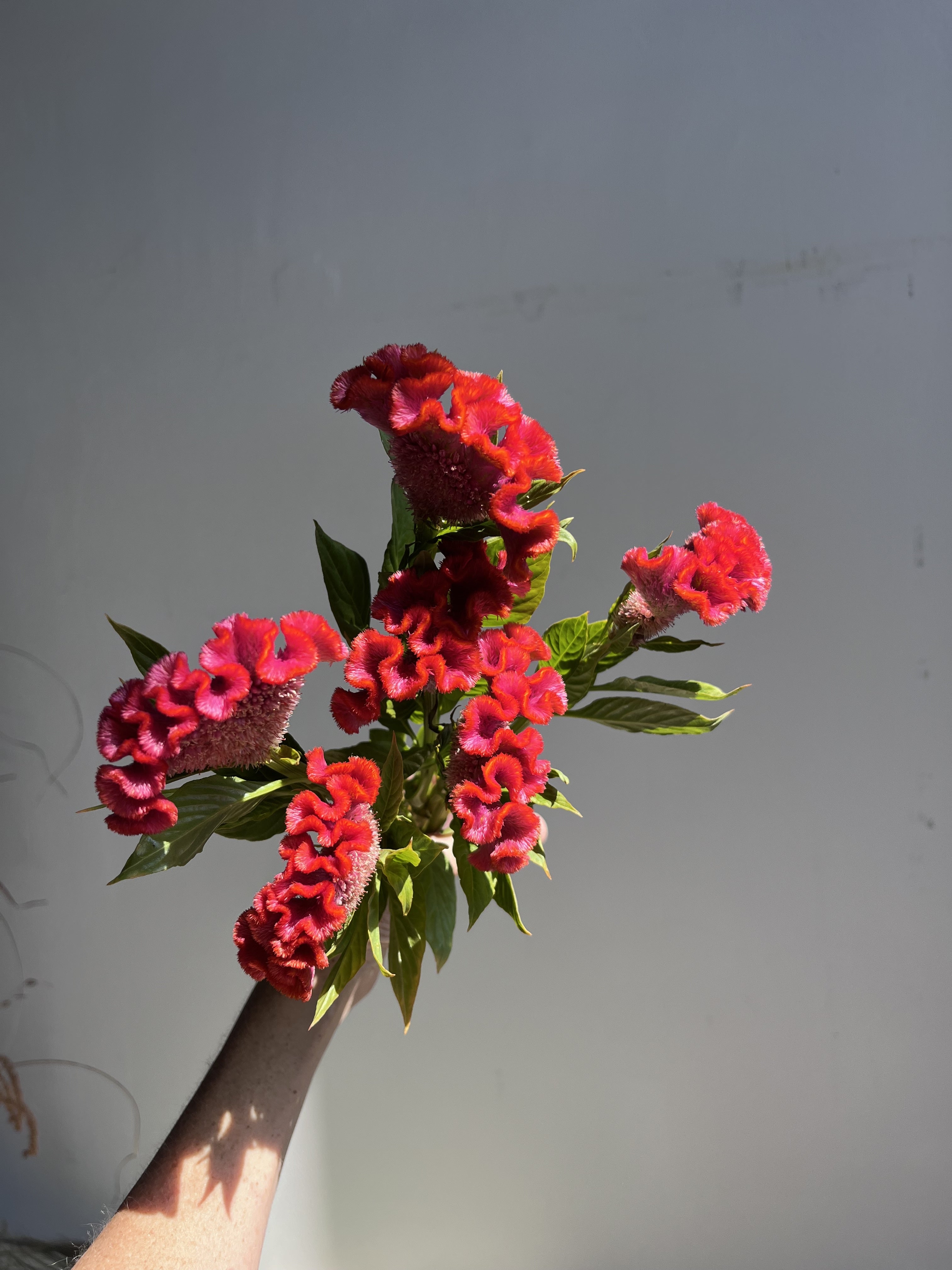 Bouquet of red and pink flowers held against a plain background