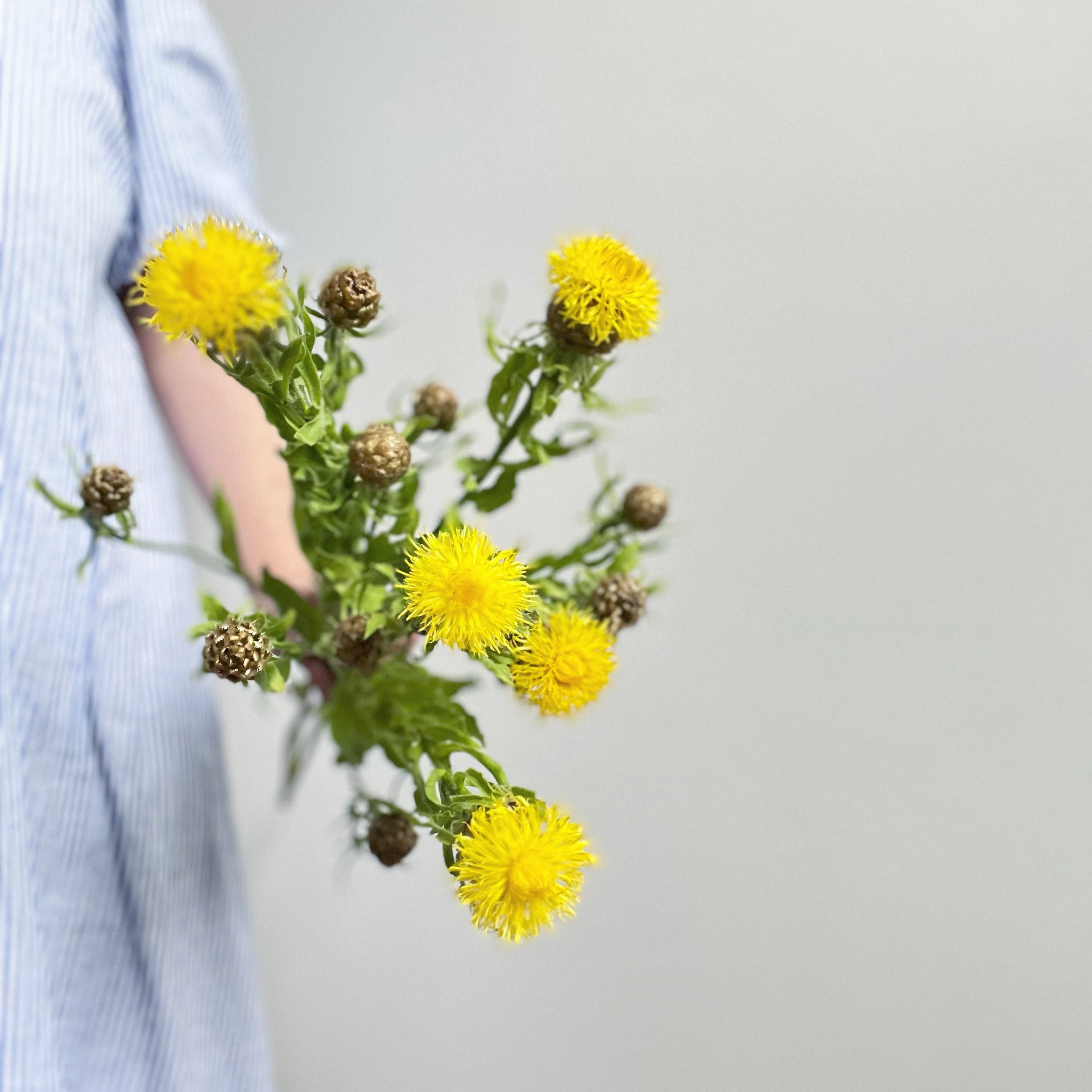 Person holding a bunch of yellow flowers against a light gray background