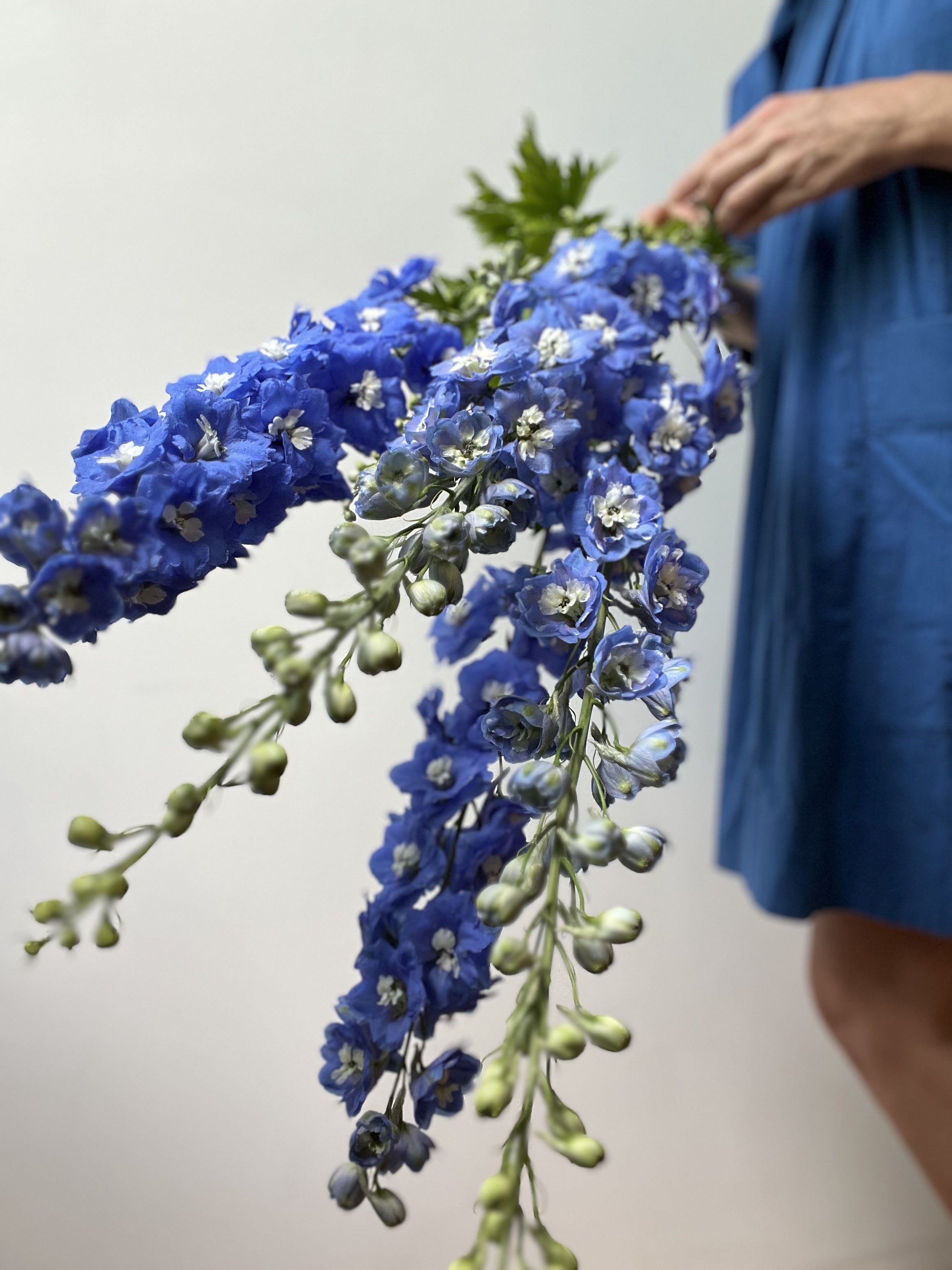Person holding a bouquet of blue flowers against a plain background
