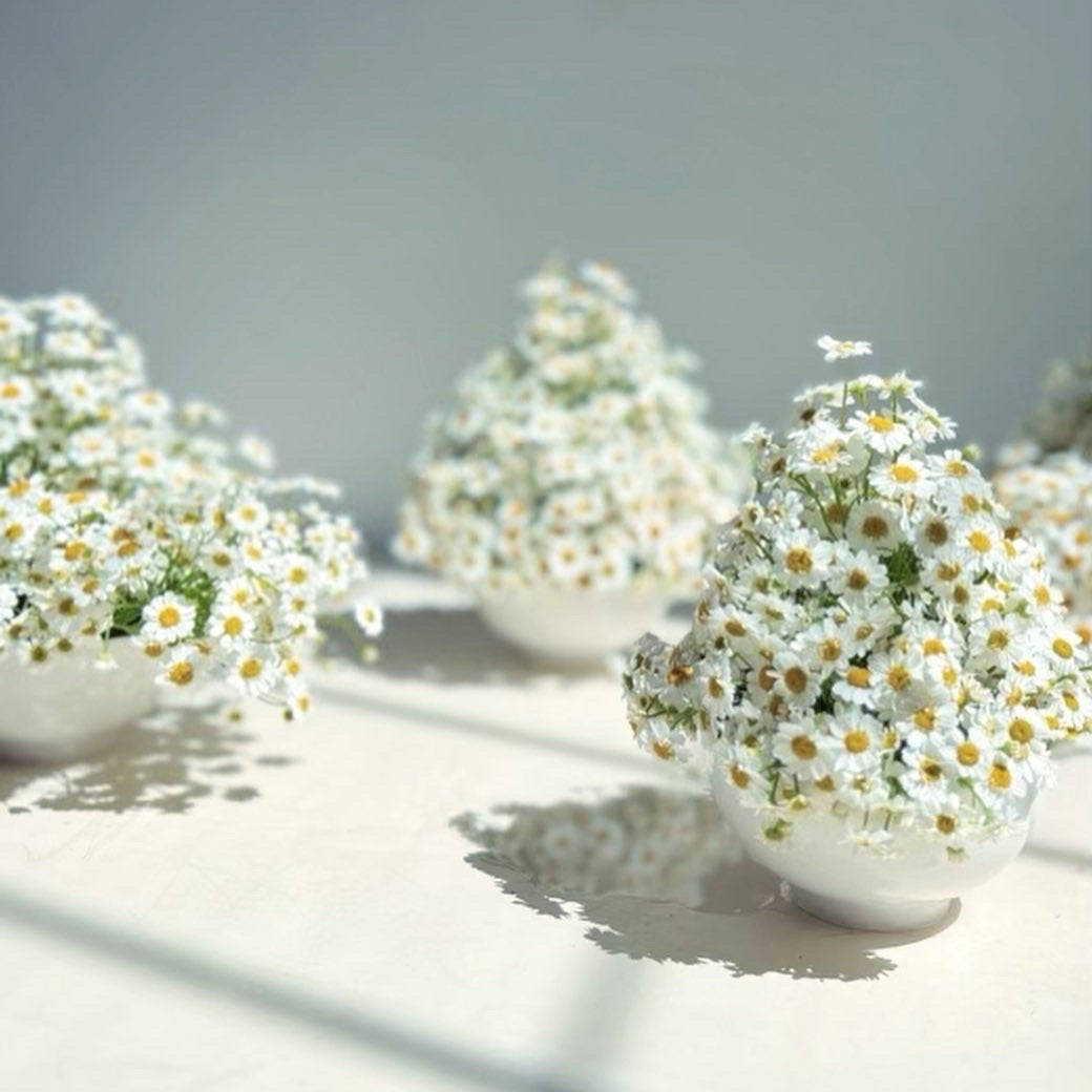 Small white pots with white flowers on a light surface