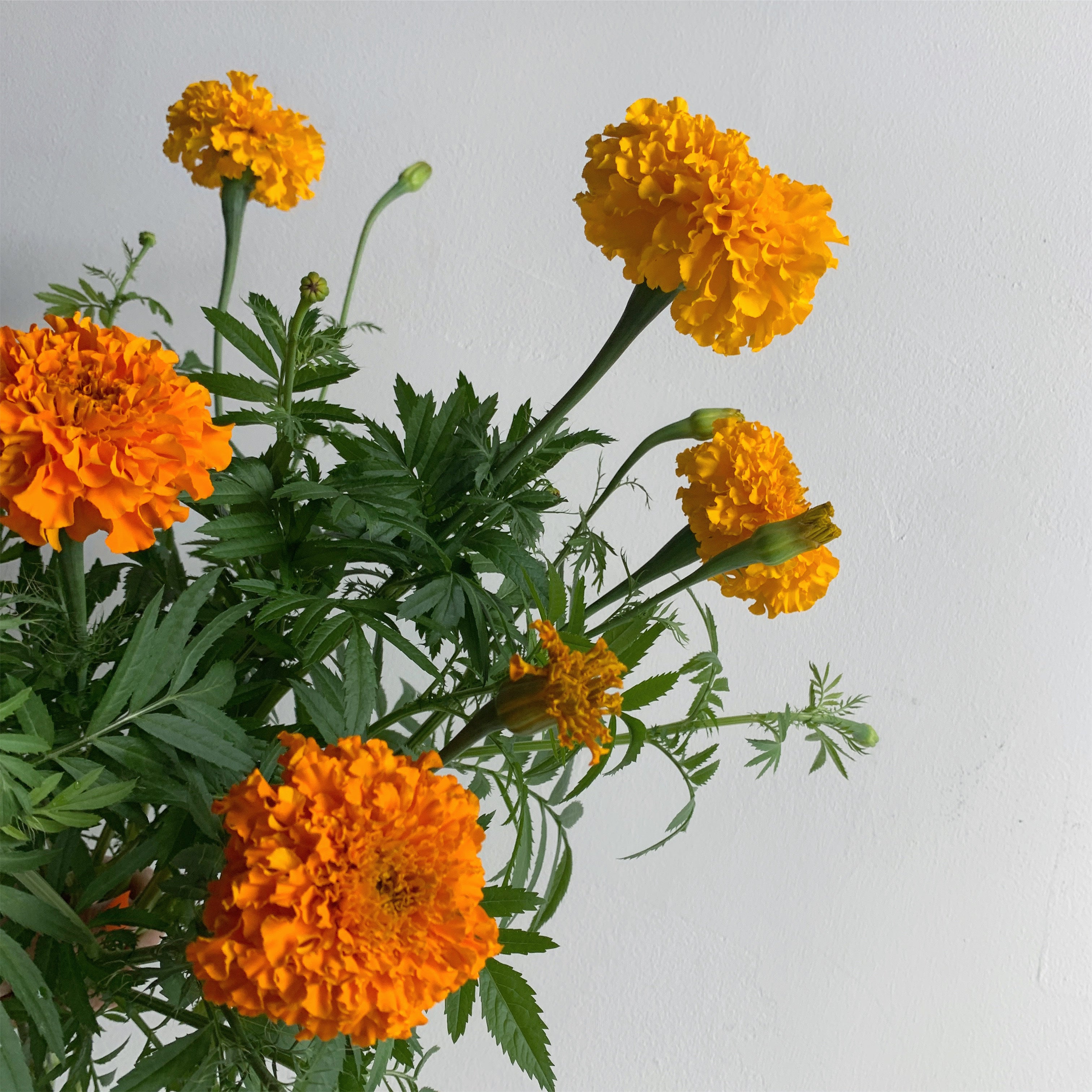 Bouquet of orange marigold flowers on a light gray background