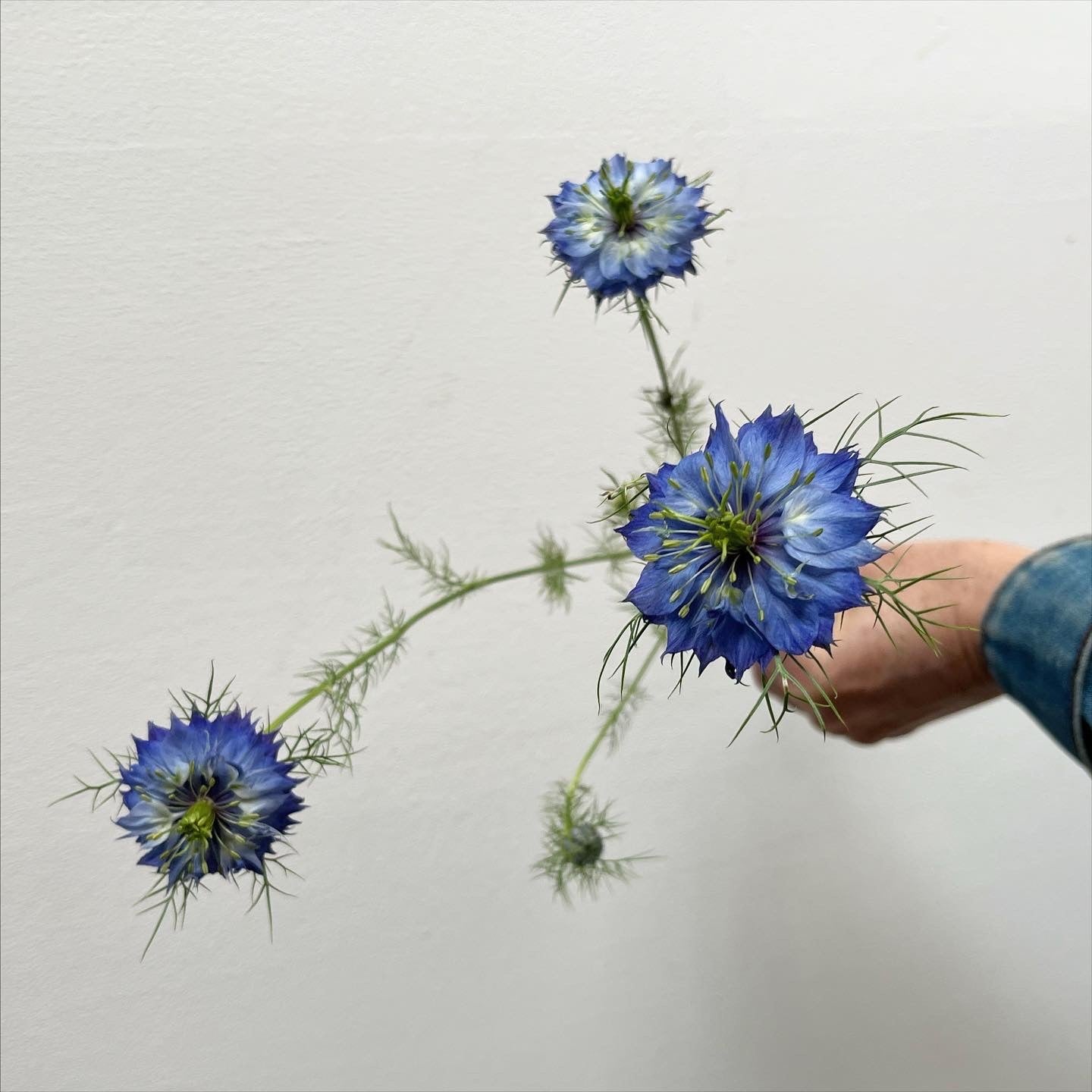 Hand holding a branch of blue nigella flowers against a plain background