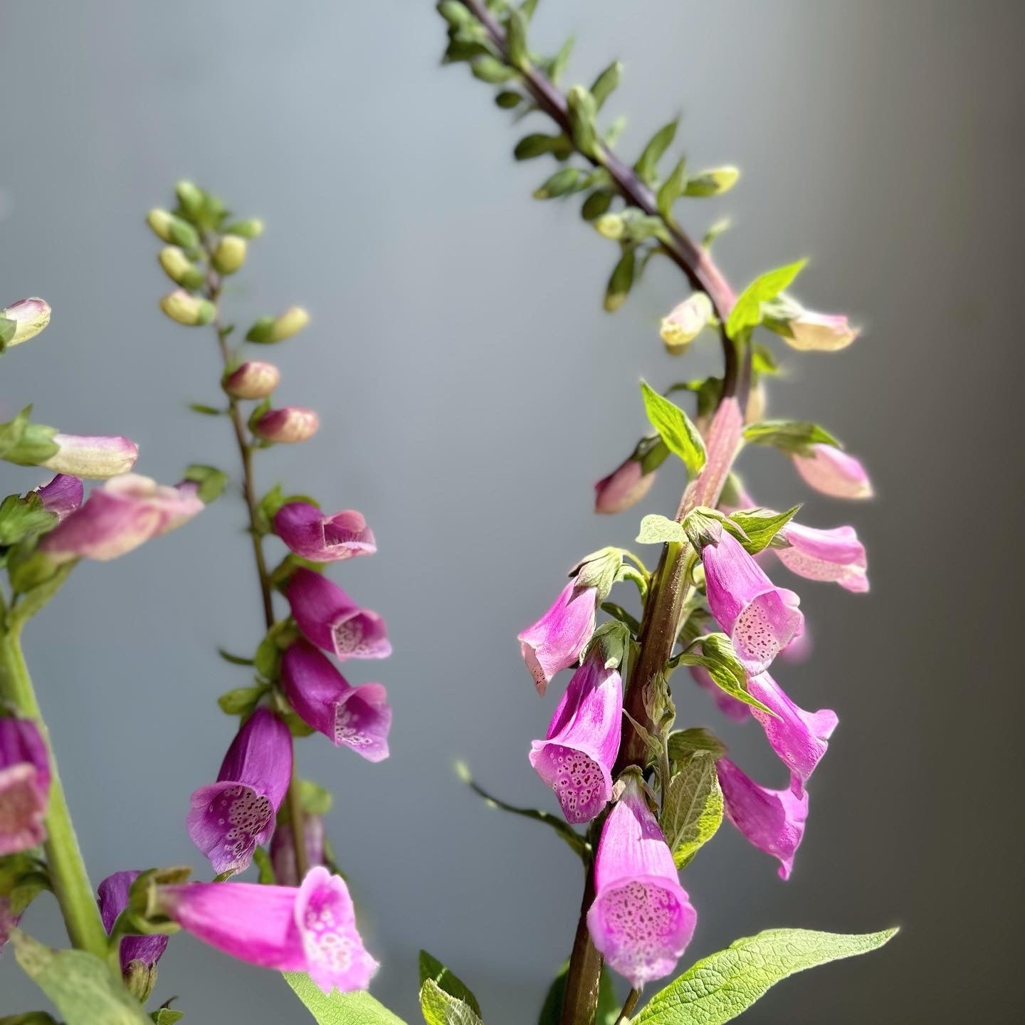 Close-up of pink foxglove flowers with green leaves against a blurred background