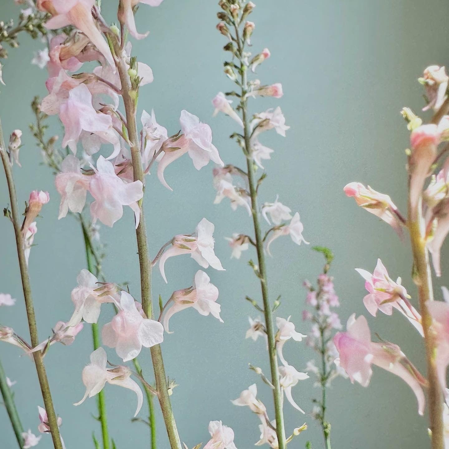 Pink and white flowers on thin stems against a blurred green background