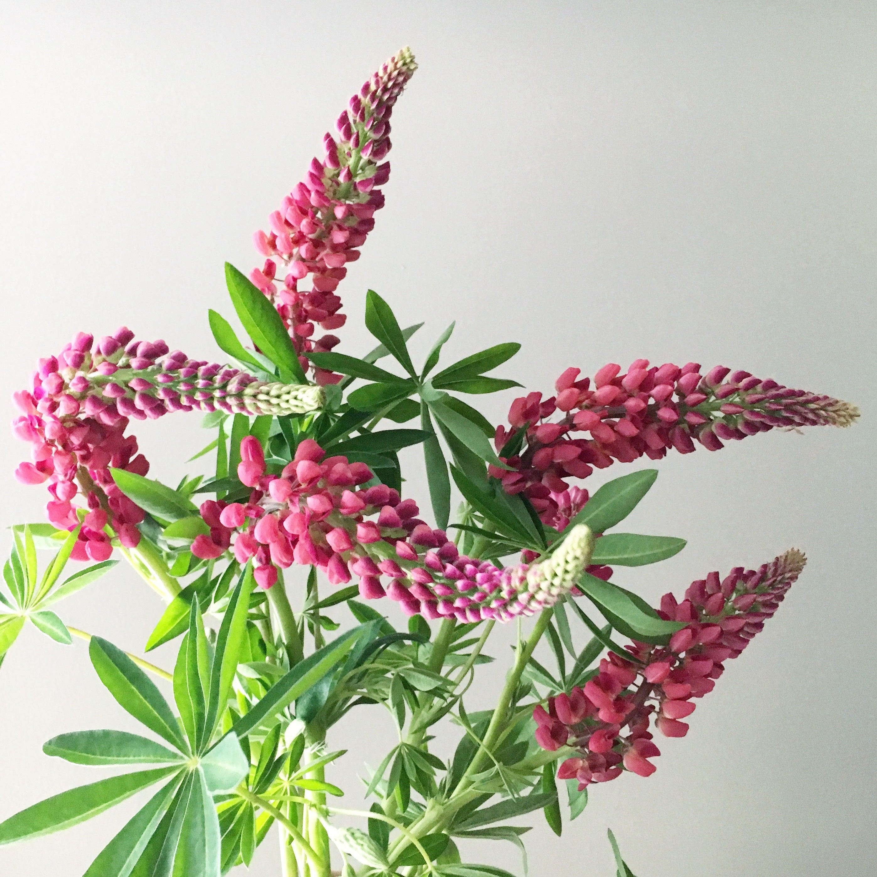 Bouquet of pink lupine flowers with green leaves on a light gray background